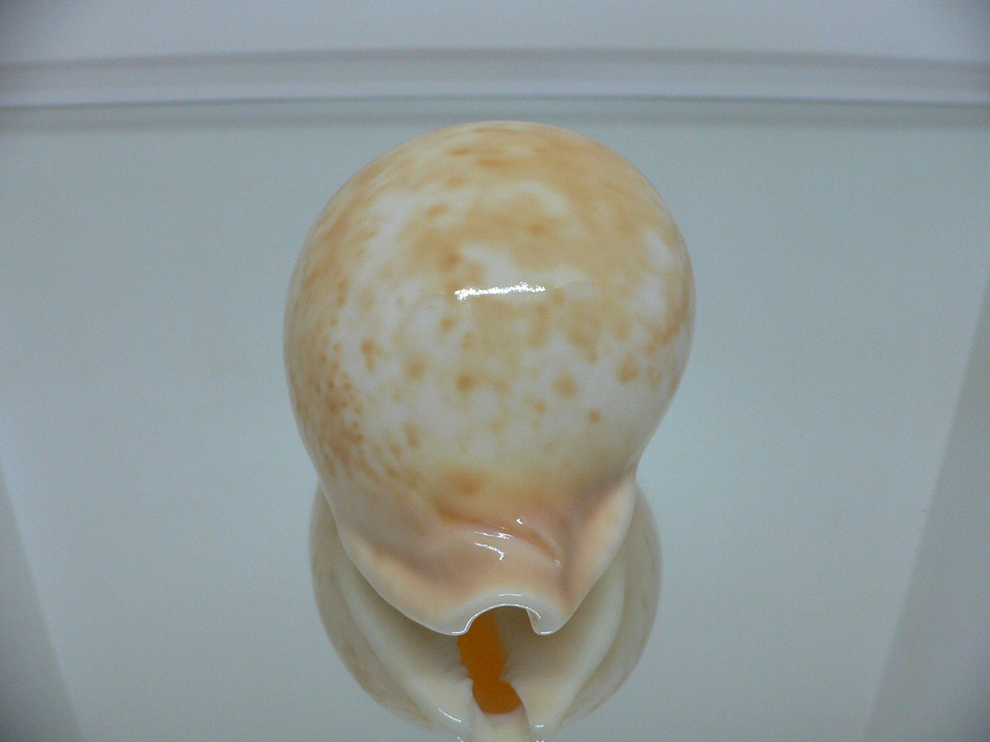 Cypraea armeniaca armeniaca SUPER GLOBOSE