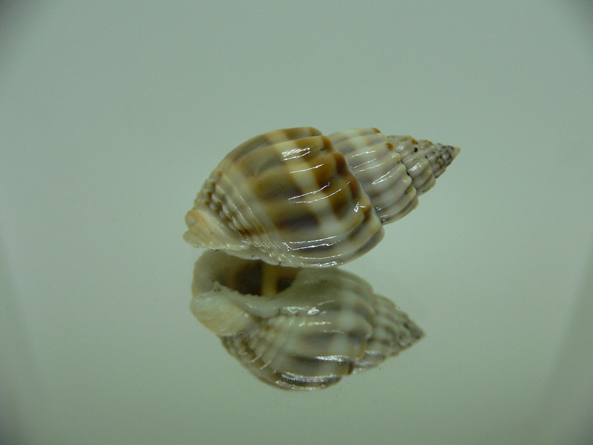 Nassarius castus STRIPES