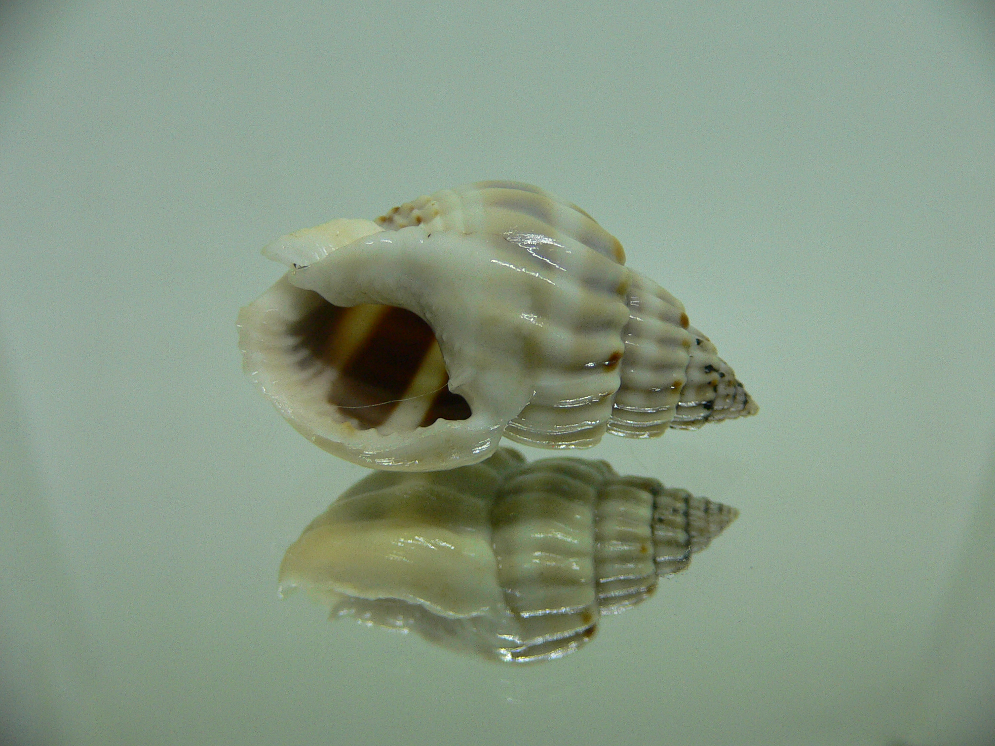 Nassarius castus STRIPES