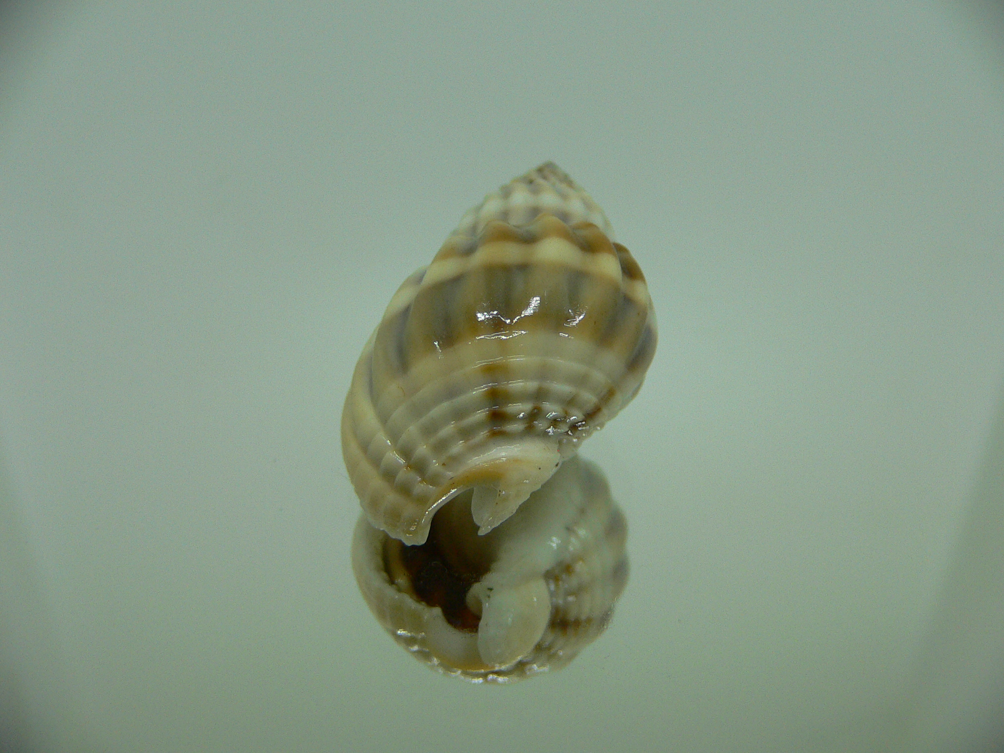 Nassarius castus STRIPES