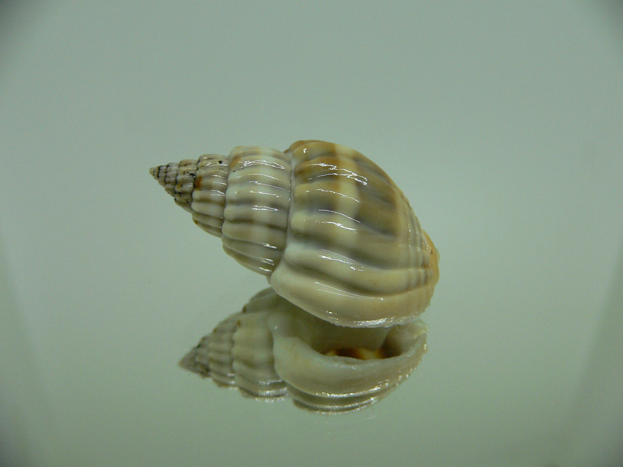 Nassarius castus STRIPES