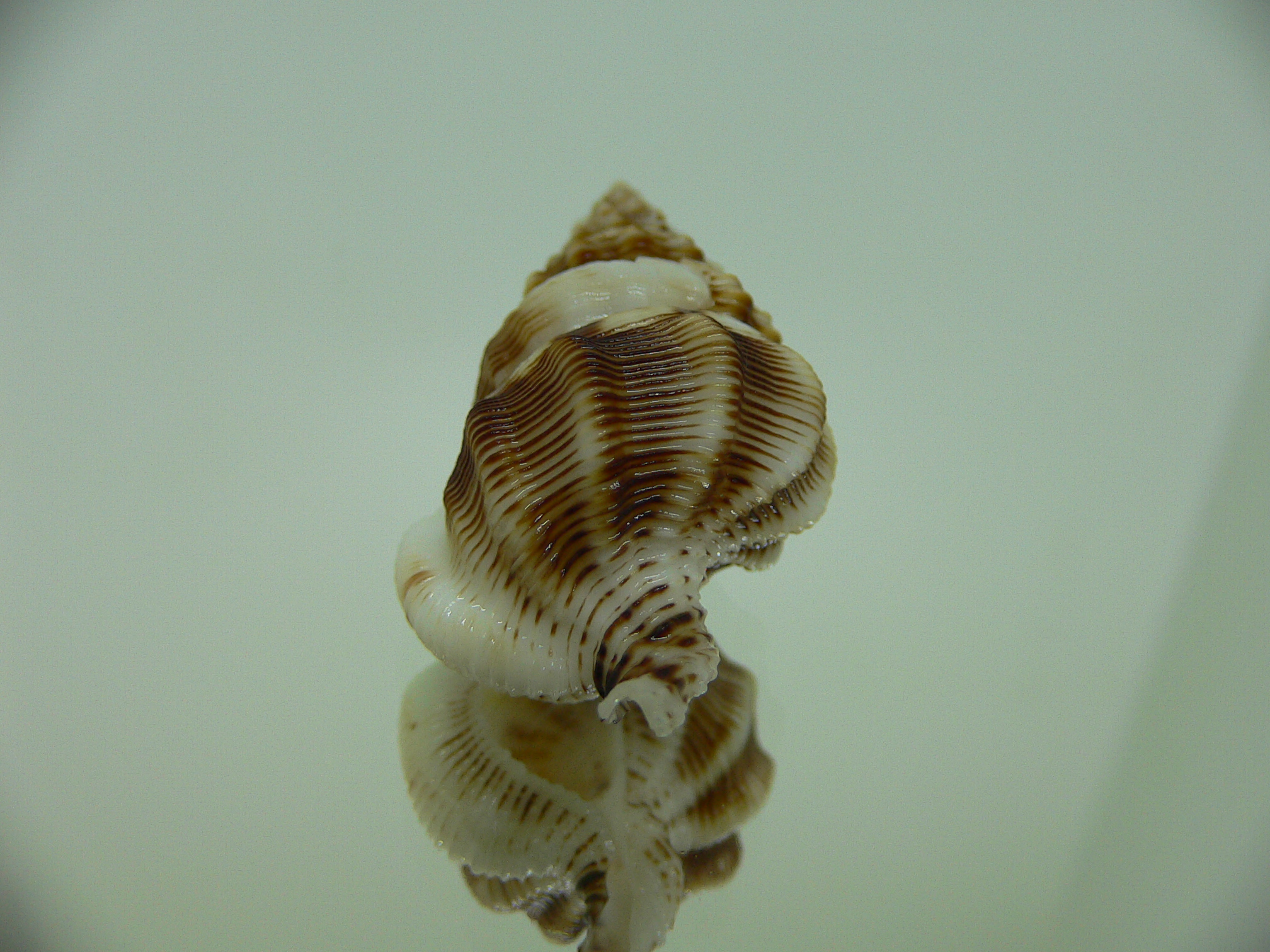 Nassaria bitubercularis GIANT