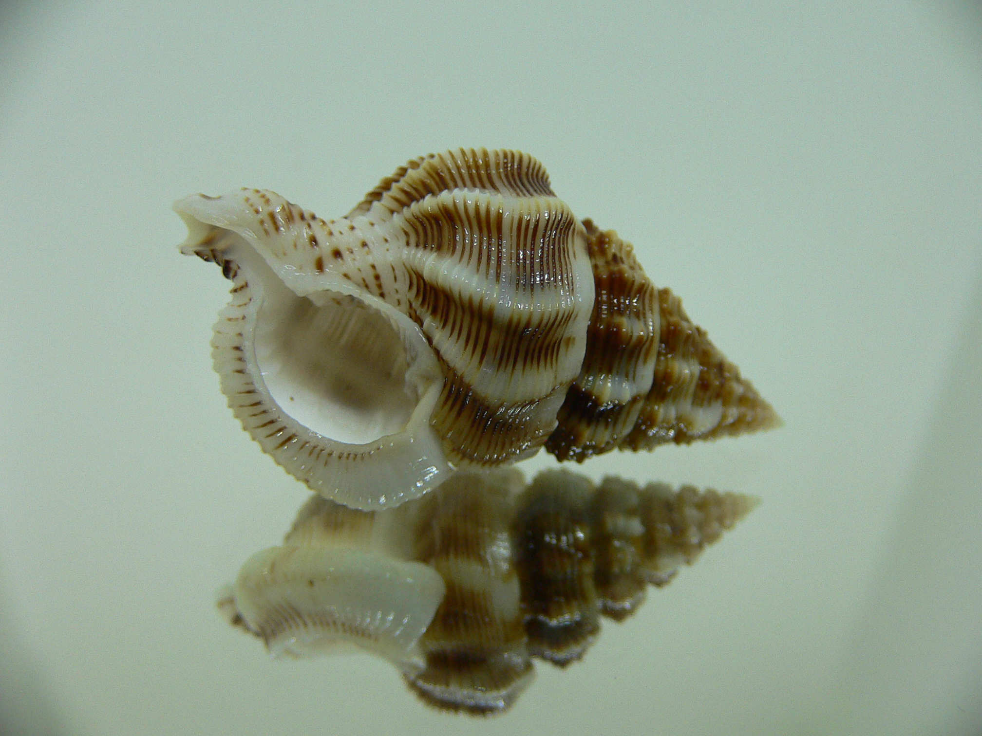 Nassaria bitubercularis GIANT