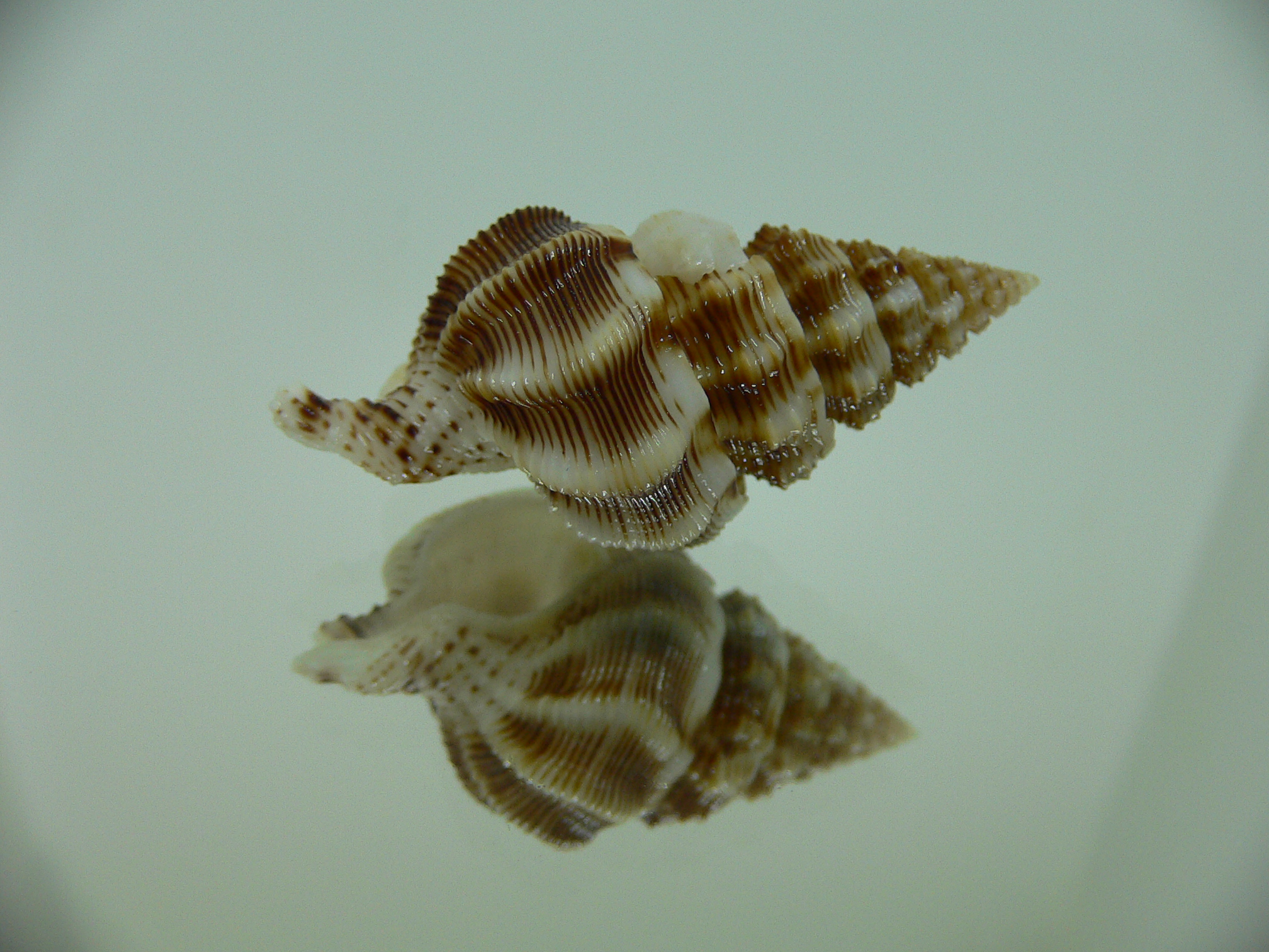 Nassaria bitubercularis GIANT