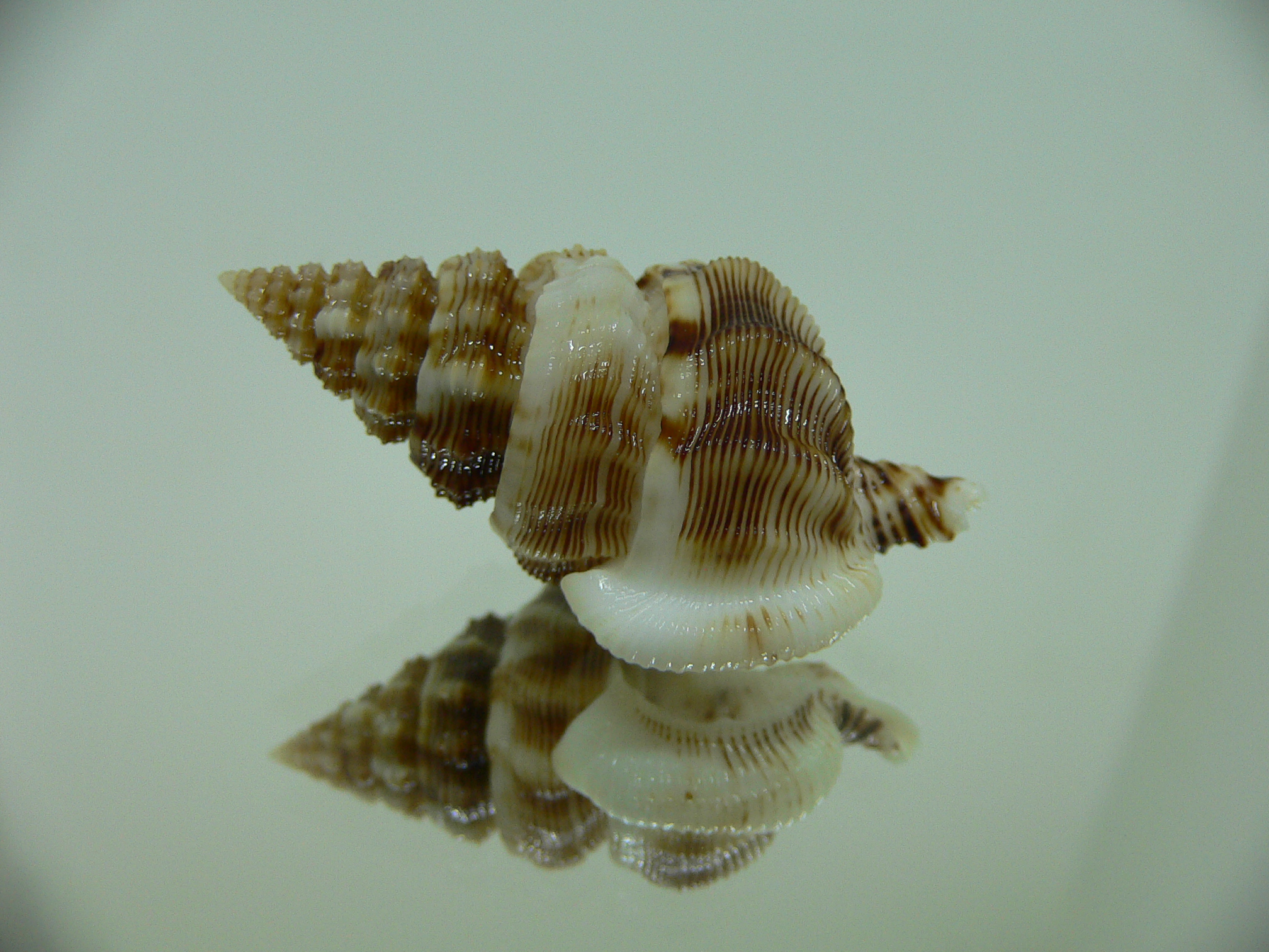 Nassaria bitubercularis GIANT