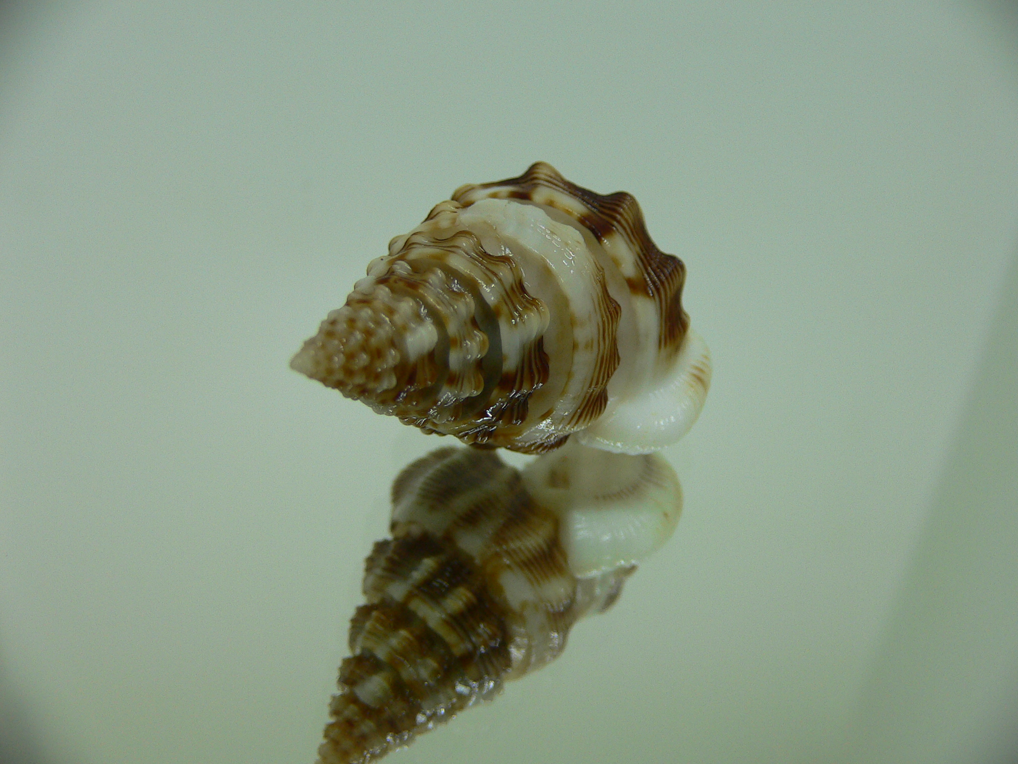 Nassaria bitubercularis GIANT