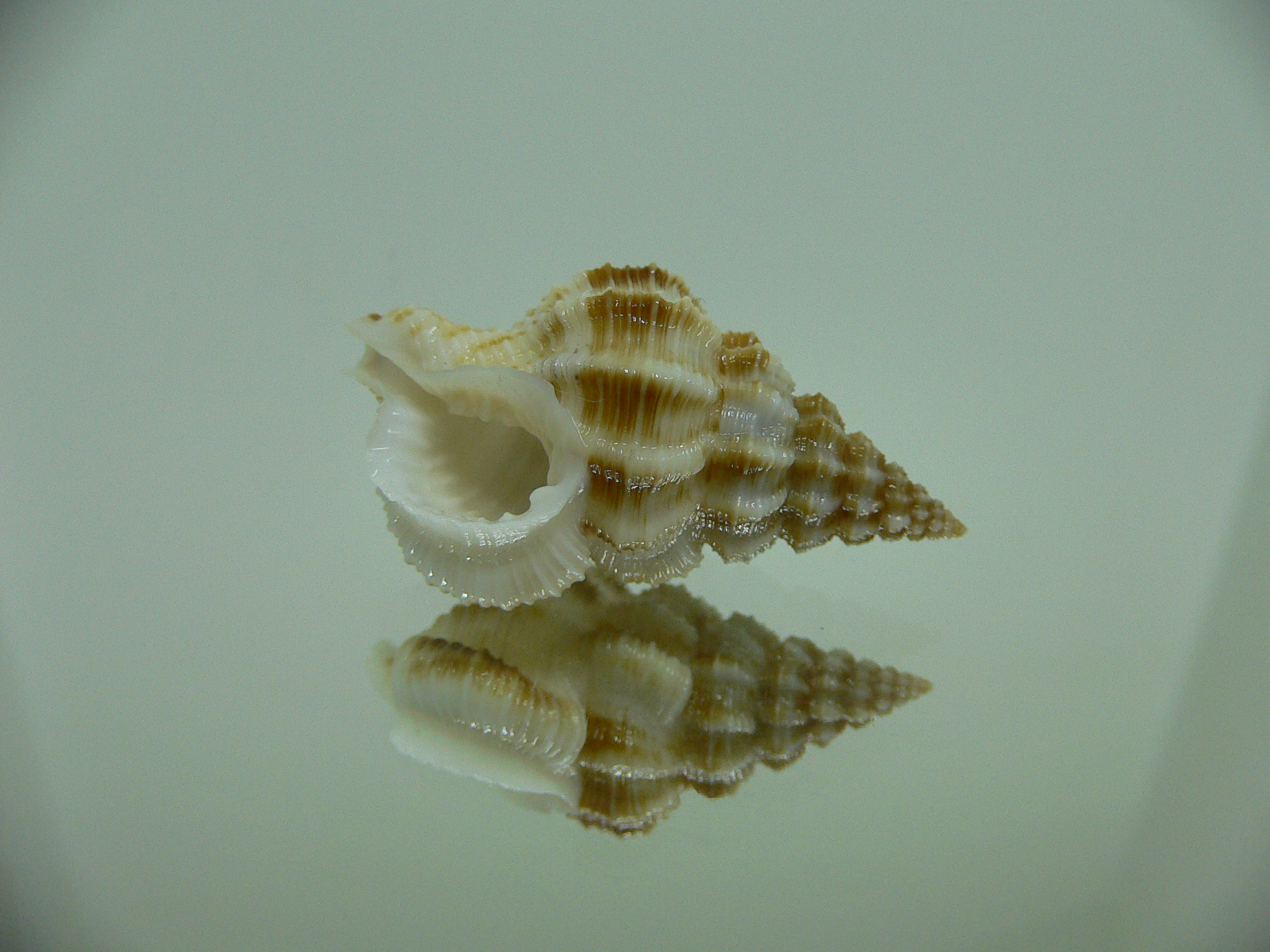 Nassaria bitubercularis BIG IDEAL & WIDE