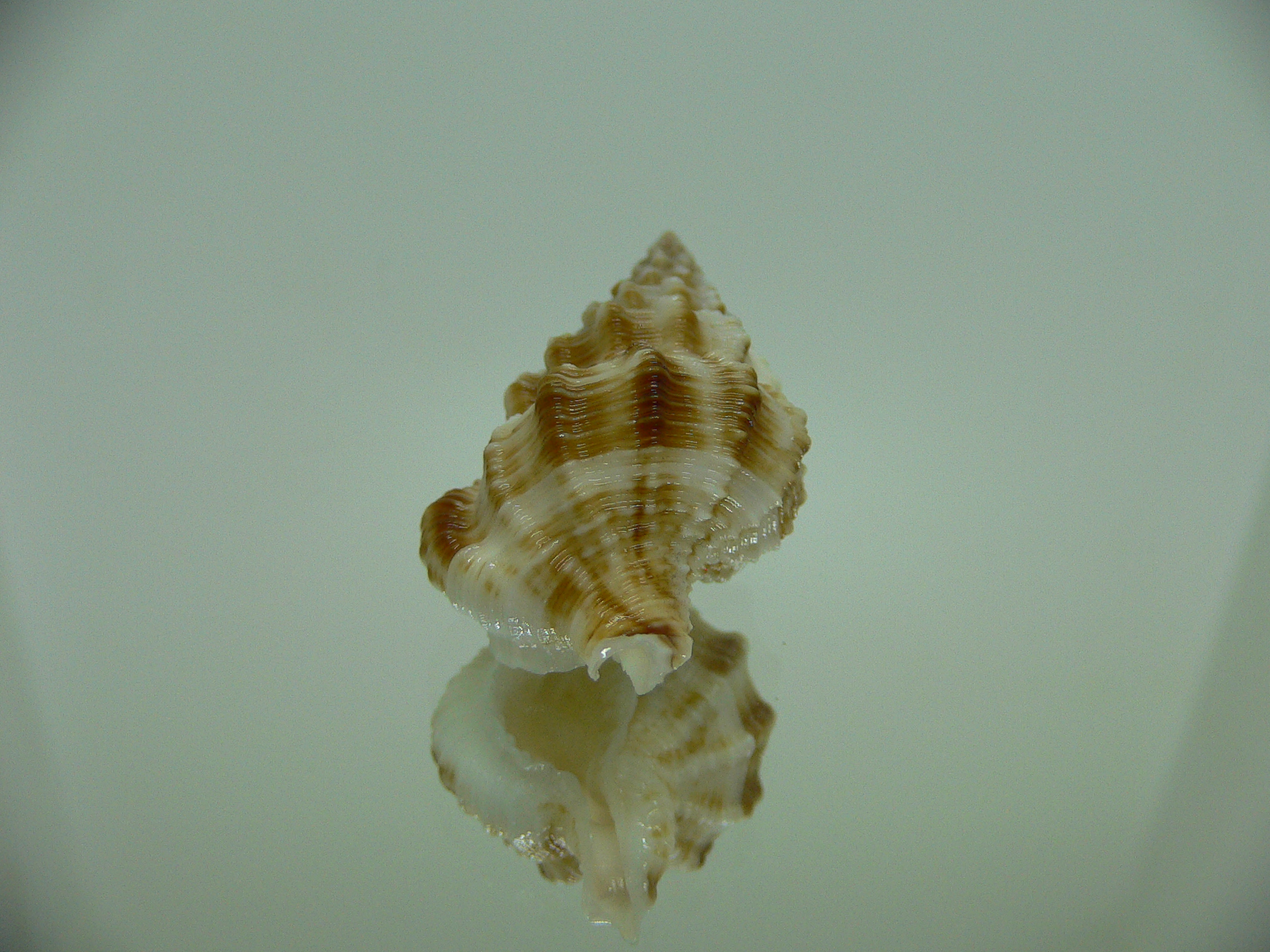 Nassaria bitubercularis BIG IDEAL & WIDE