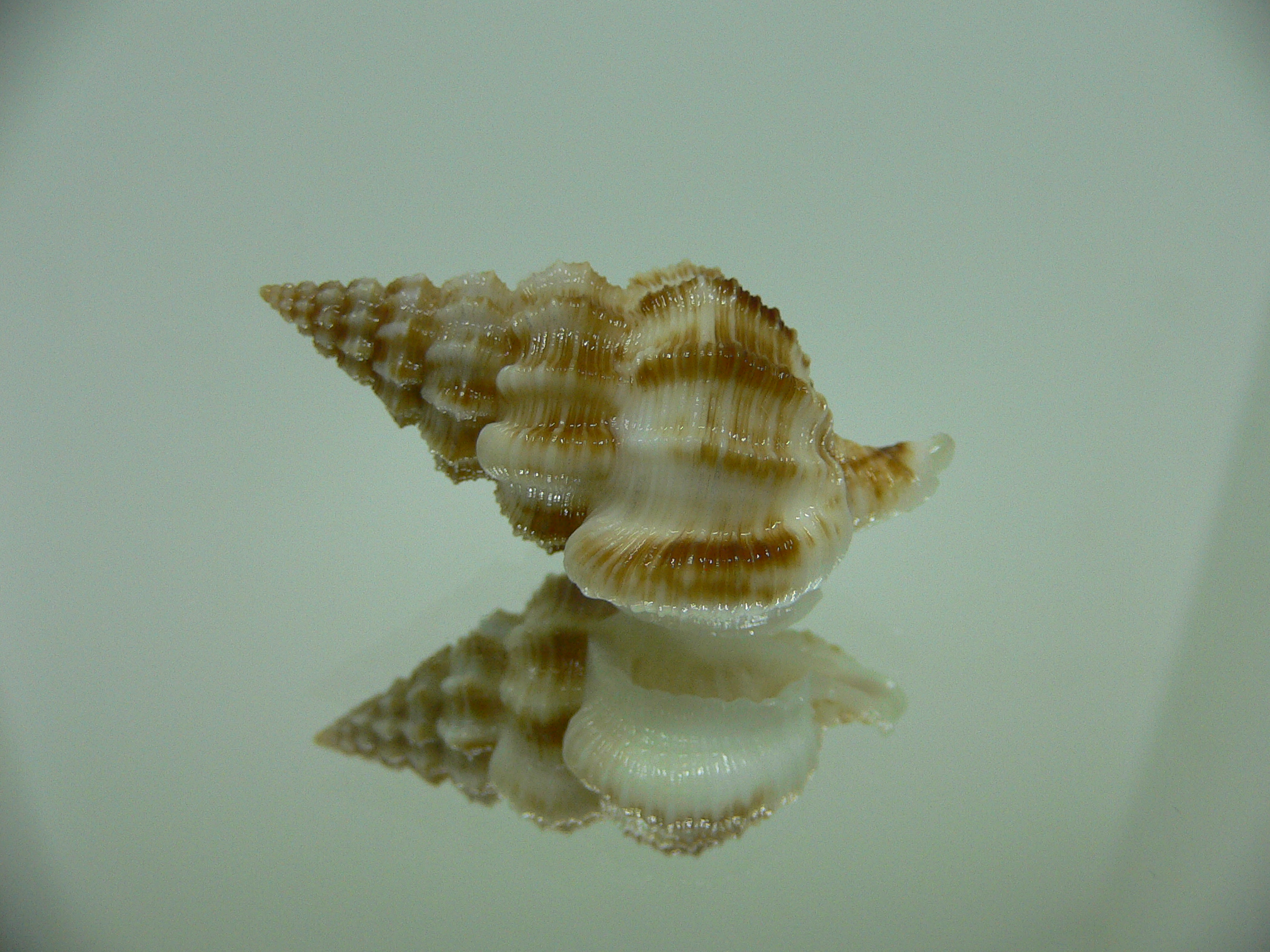 Nassaria bitubercularis BIG IDEAL & WIDE