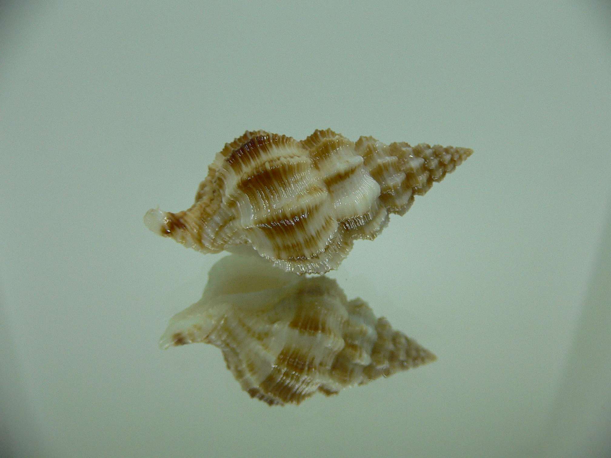 Nassaria bitubercularis BIG IDEAL & WIDE