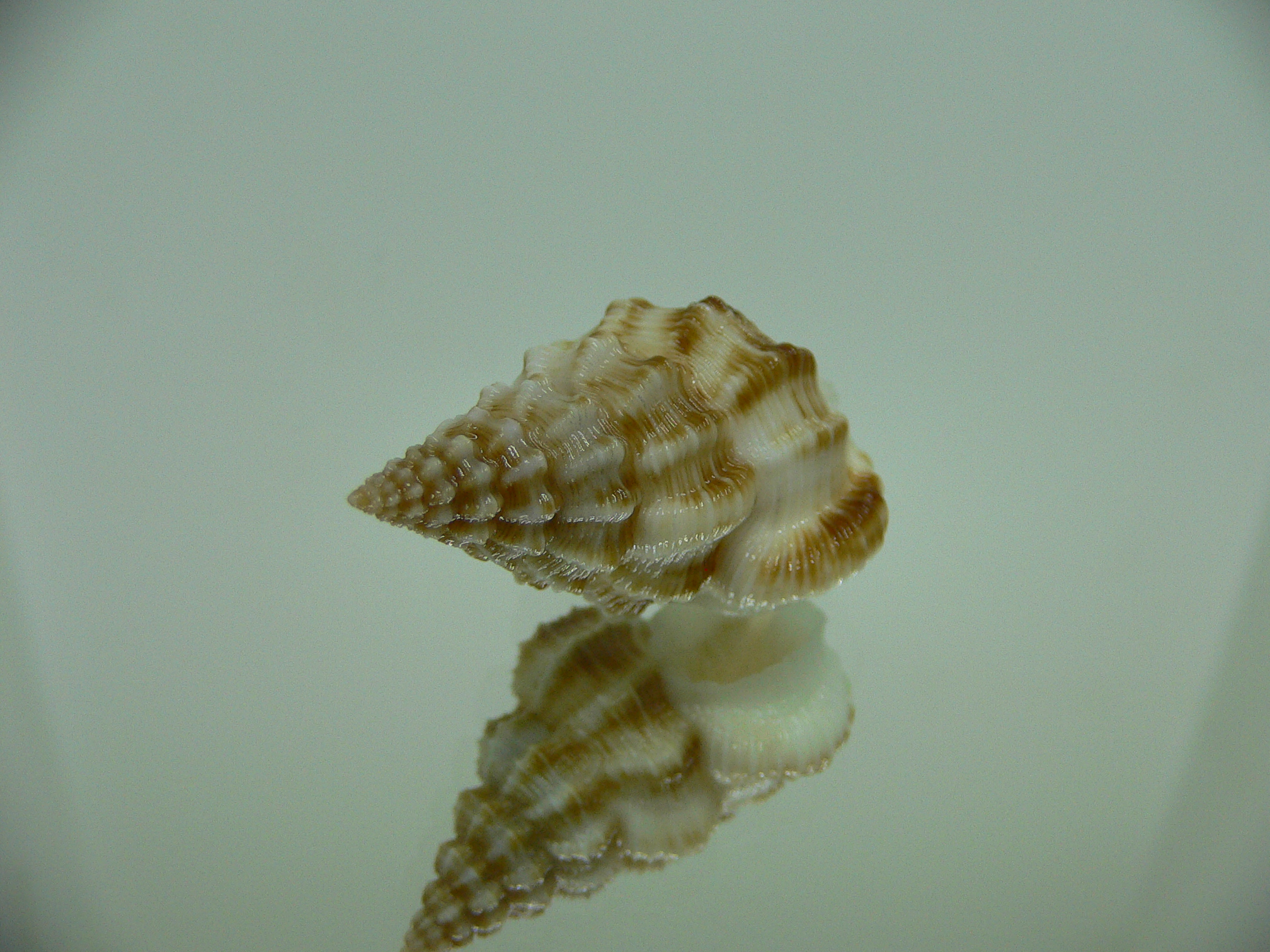 Nassaria bitubercularis BIG IDEAL & WIDE
