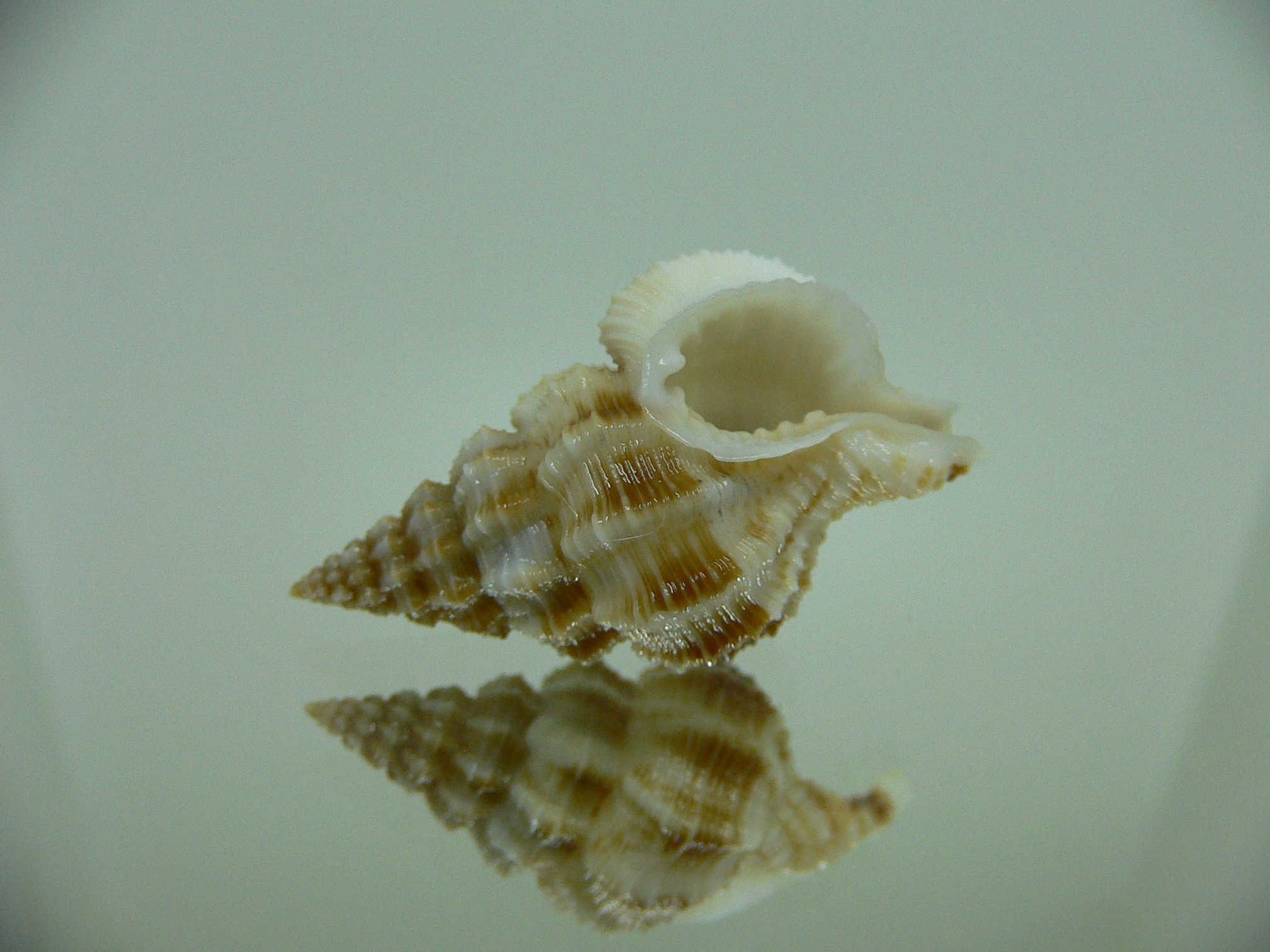 Nassaria bitubercularis BIG IDEAL & WIDE