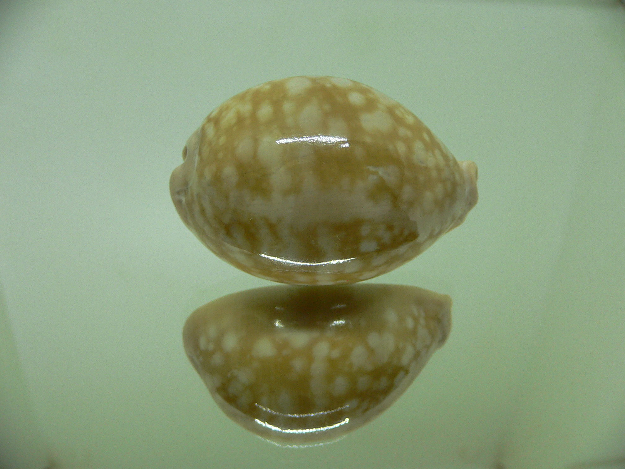 Cypraea nivosa LARGE