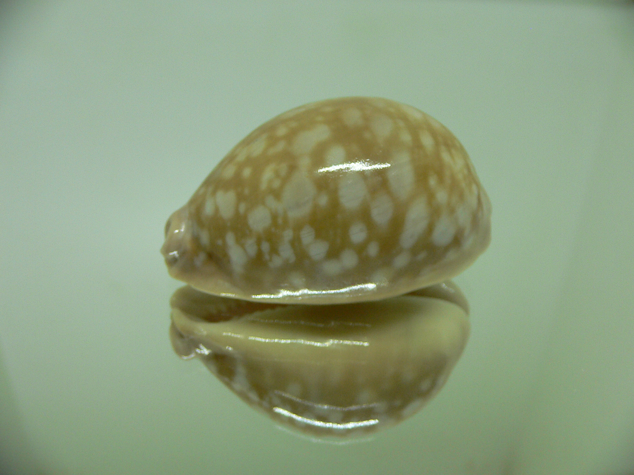 Cypraea nivosa LARGE