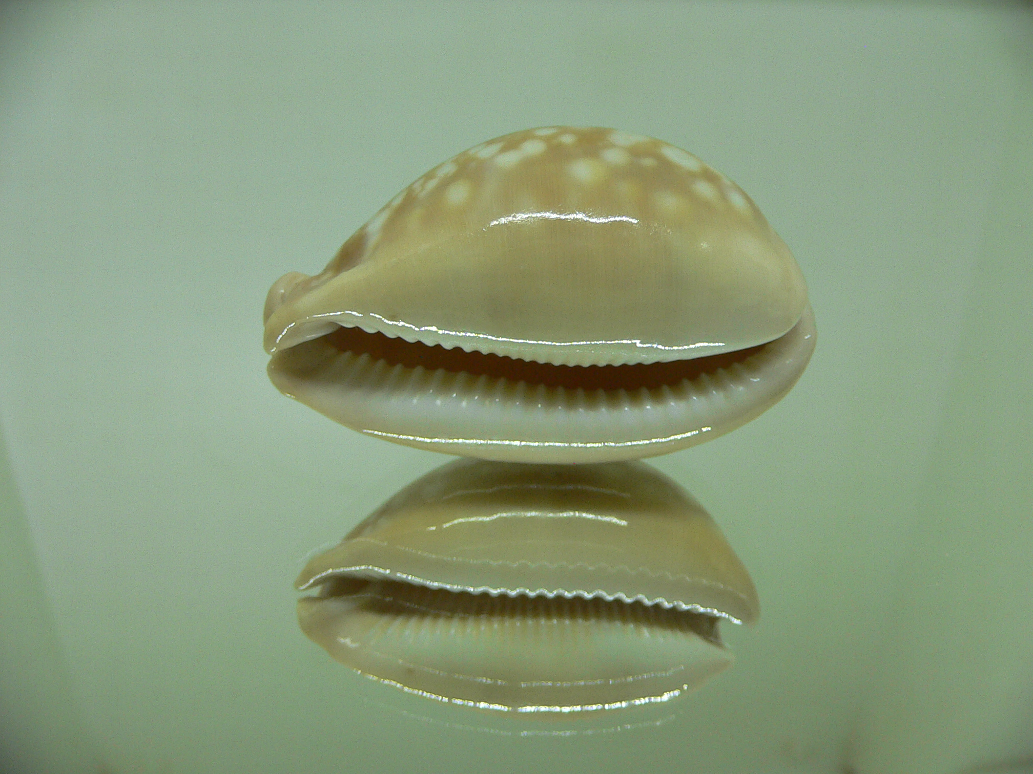 Cypraea nivosa LARGE