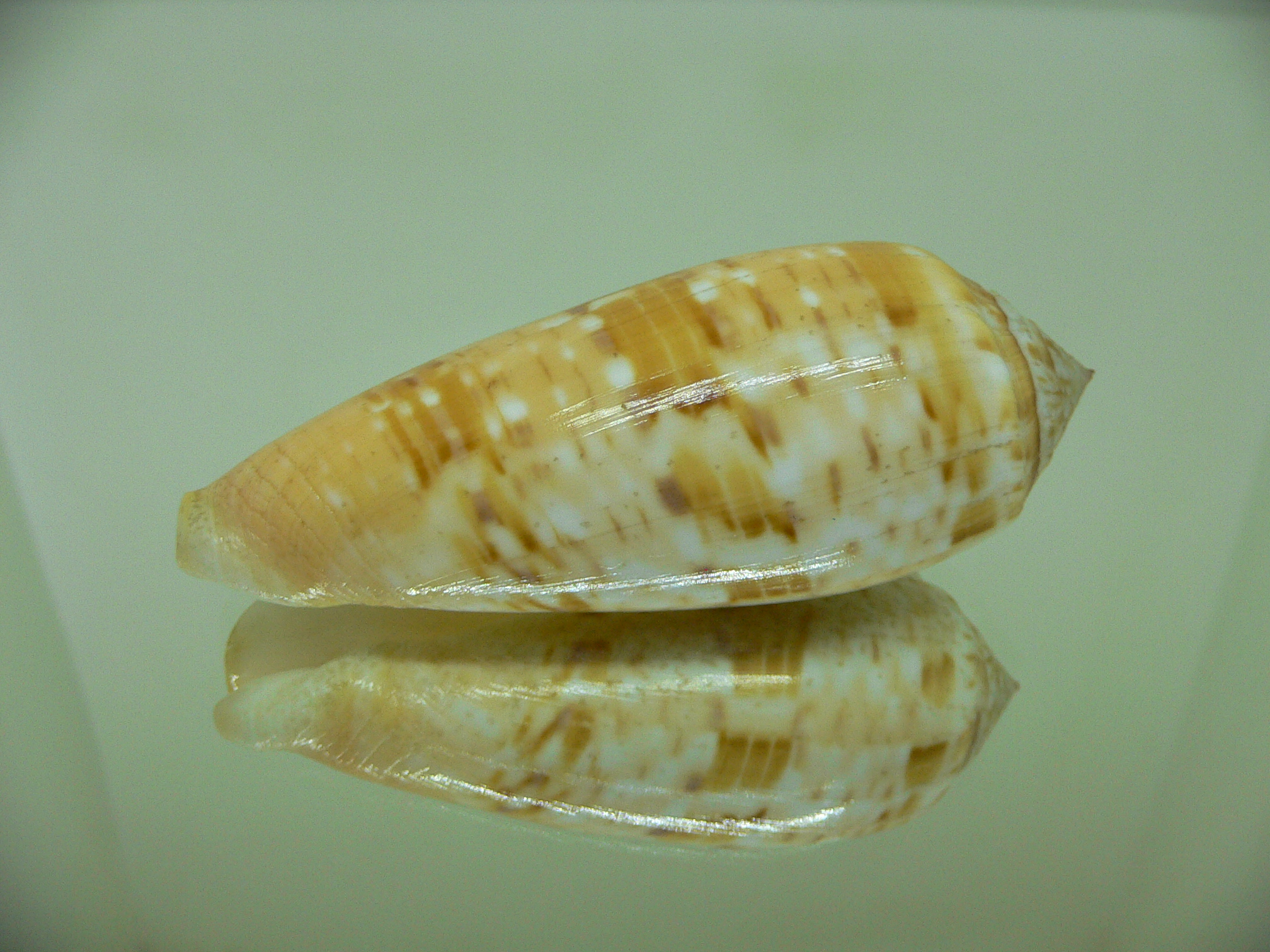 Conus dusaveli BIG