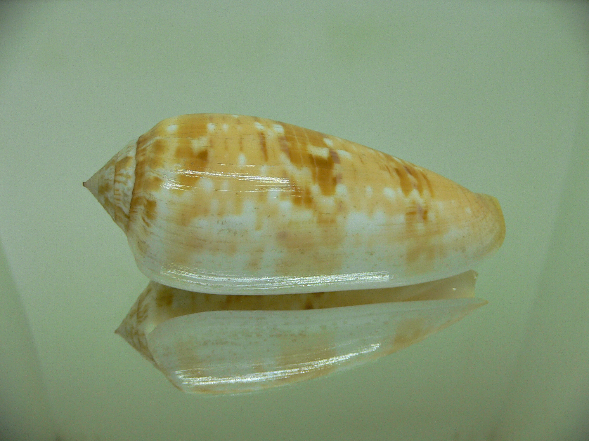 Conus dusaveli BIG