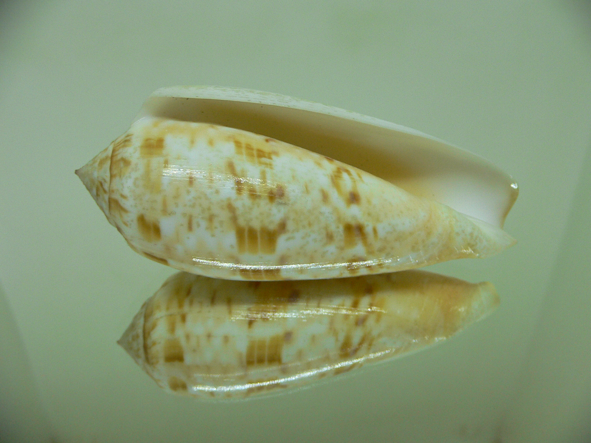 Conus dusaveli BIG