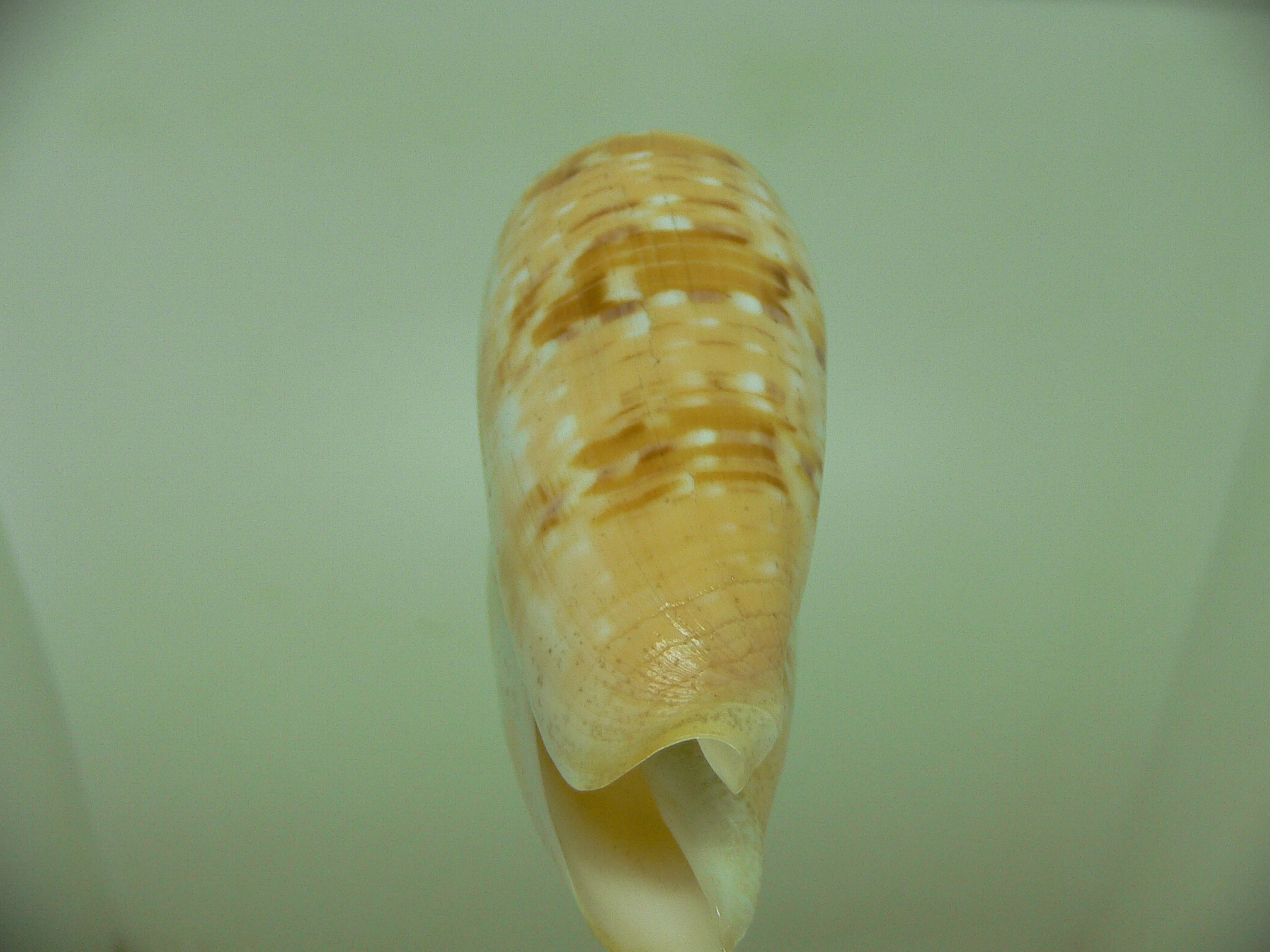 Conus dusaveli BIG