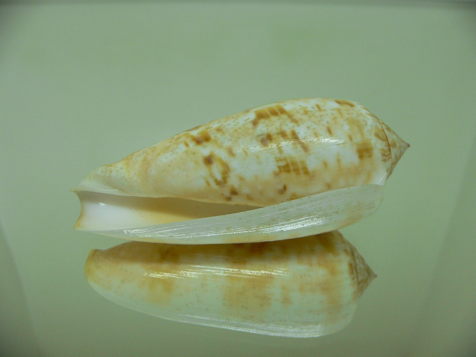 Conus dusaveli BIG