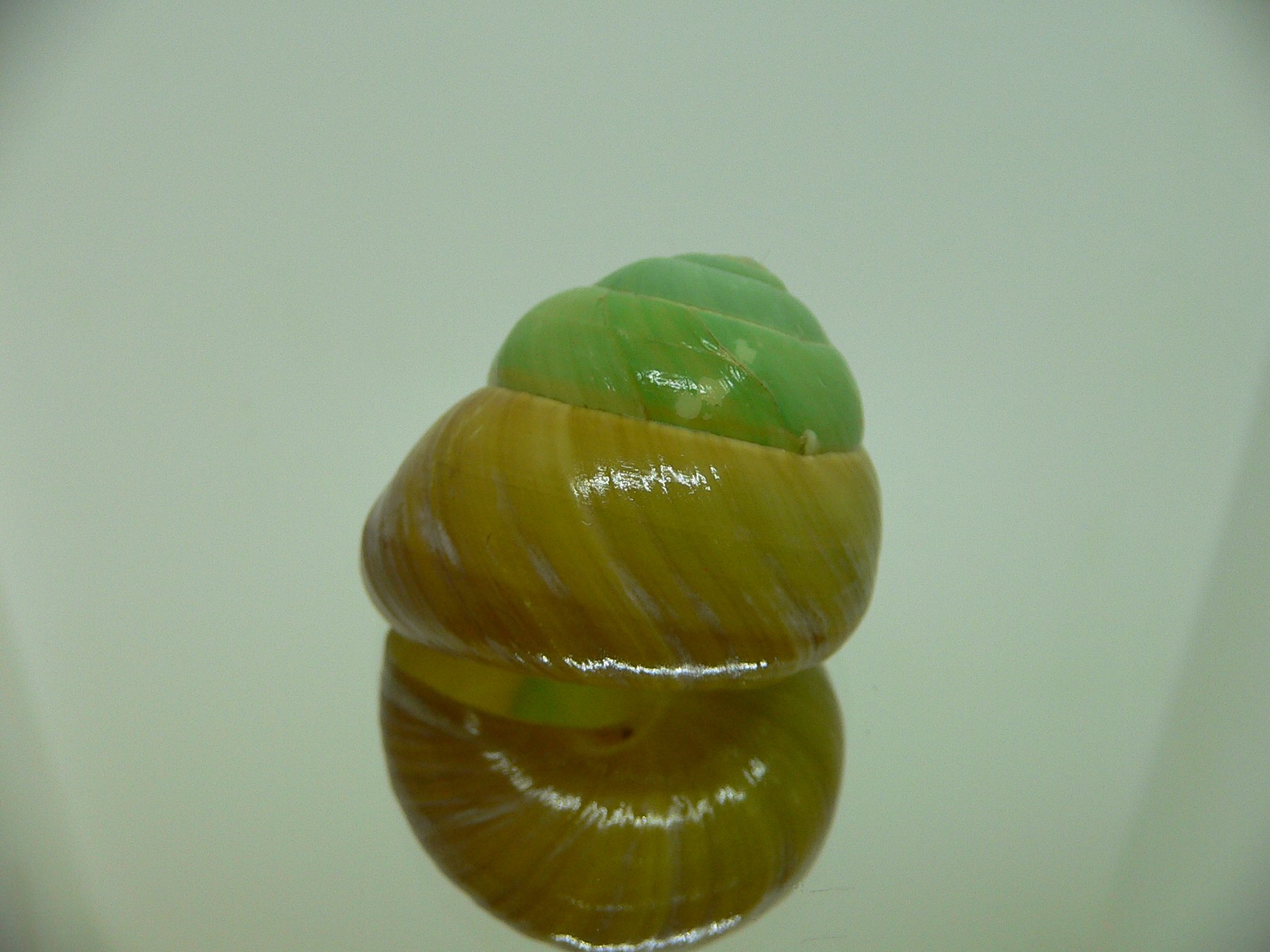 Asperitas bimaensis johnabbasi BIG & GREEN