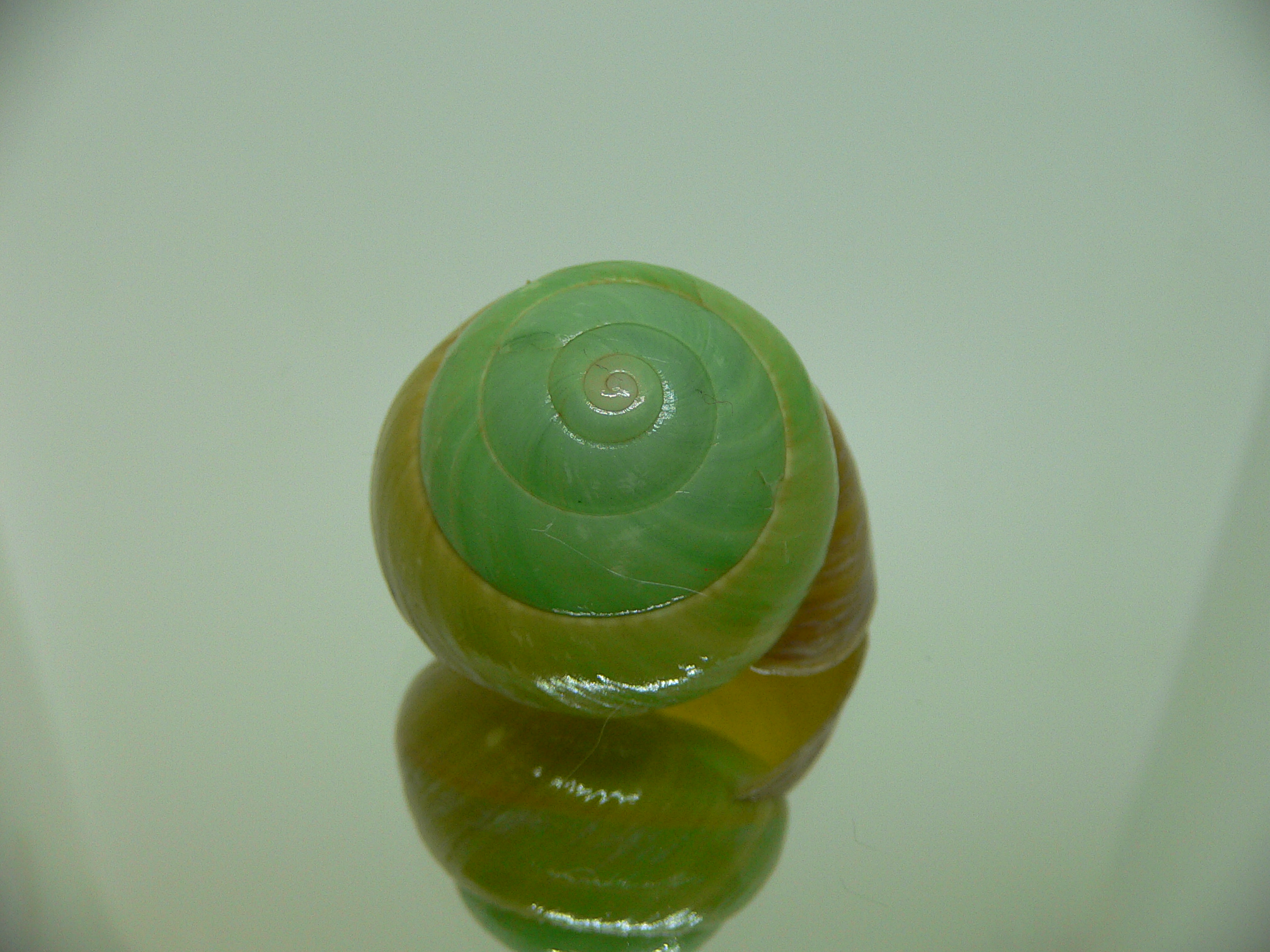 Asperitas bimaensis johnabbasi BIG & GREEN