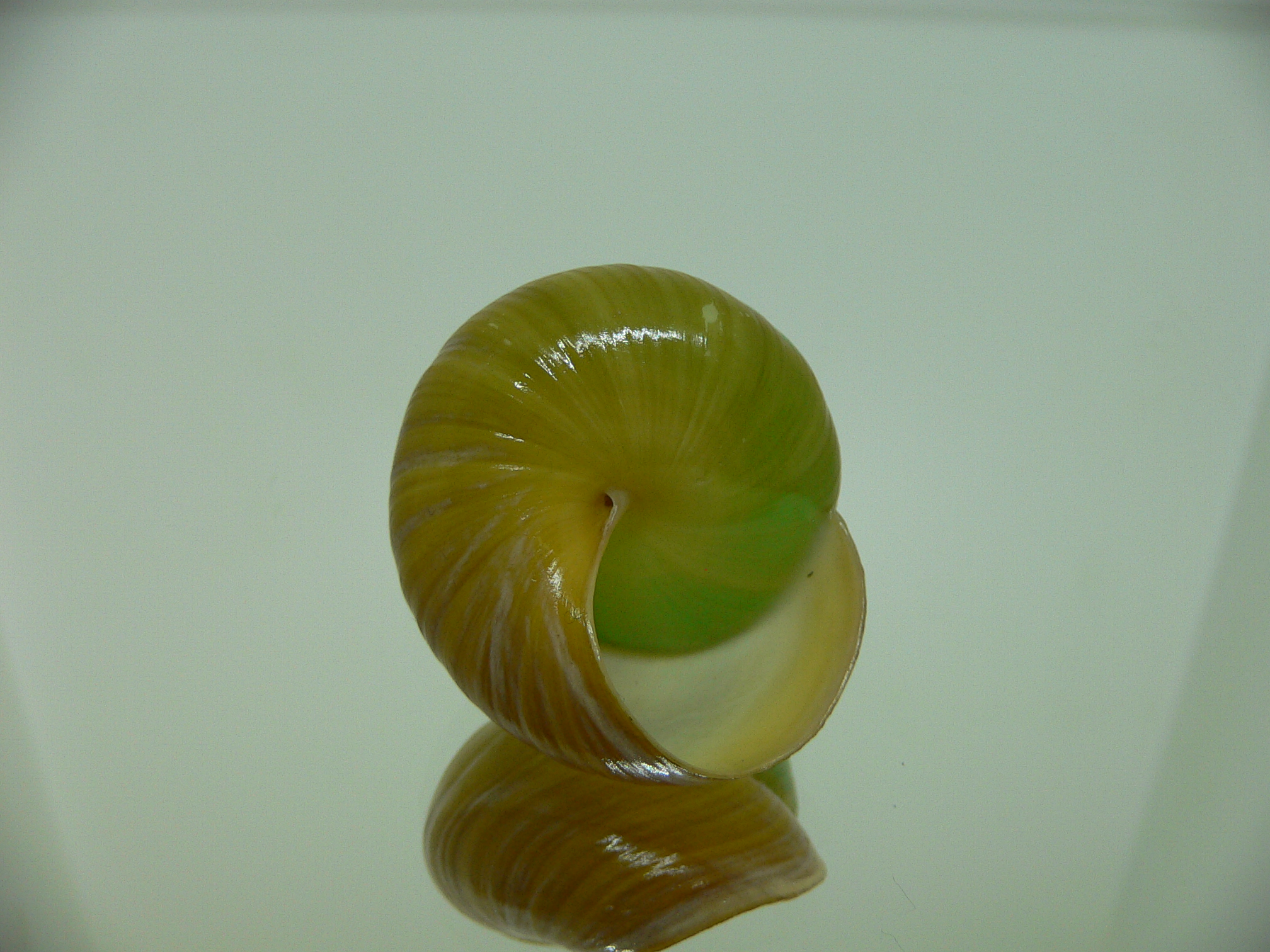 Asperitas bimaensis johnabbasi BIG & GREEN