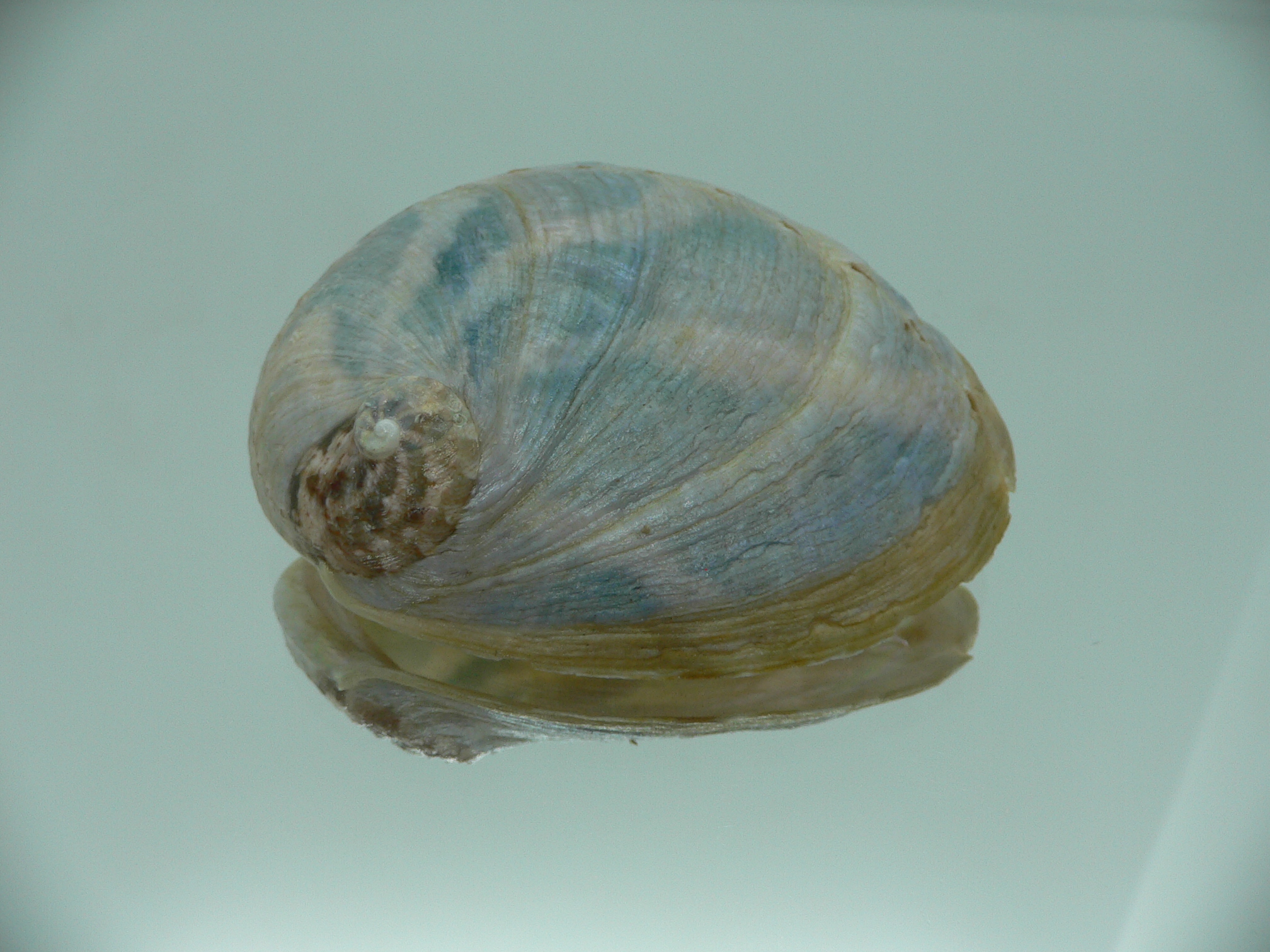 Haliotis laevigata ENDEMIC & COLOR