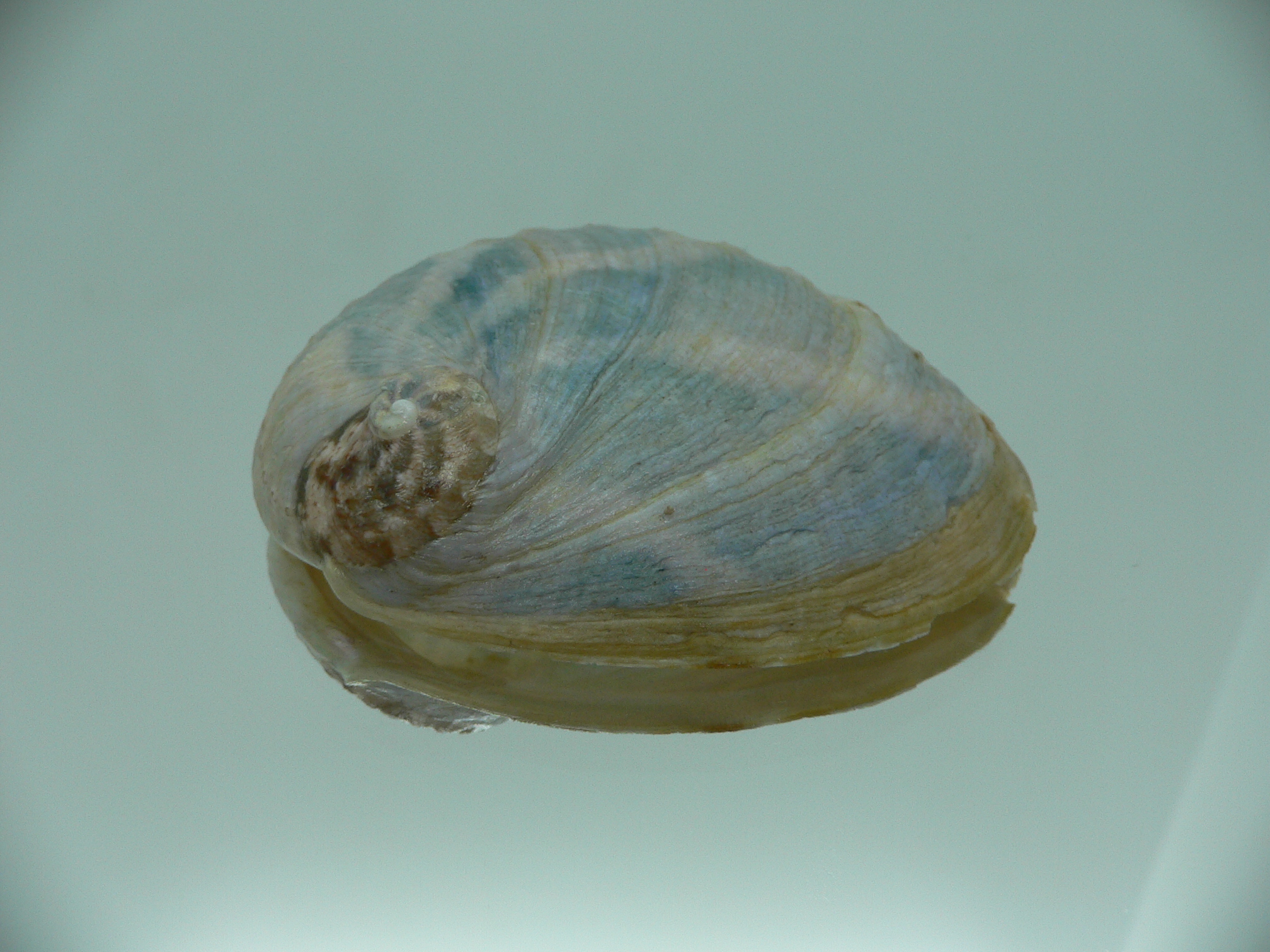 Haliotis laevigata ENDEMIC & COLOR