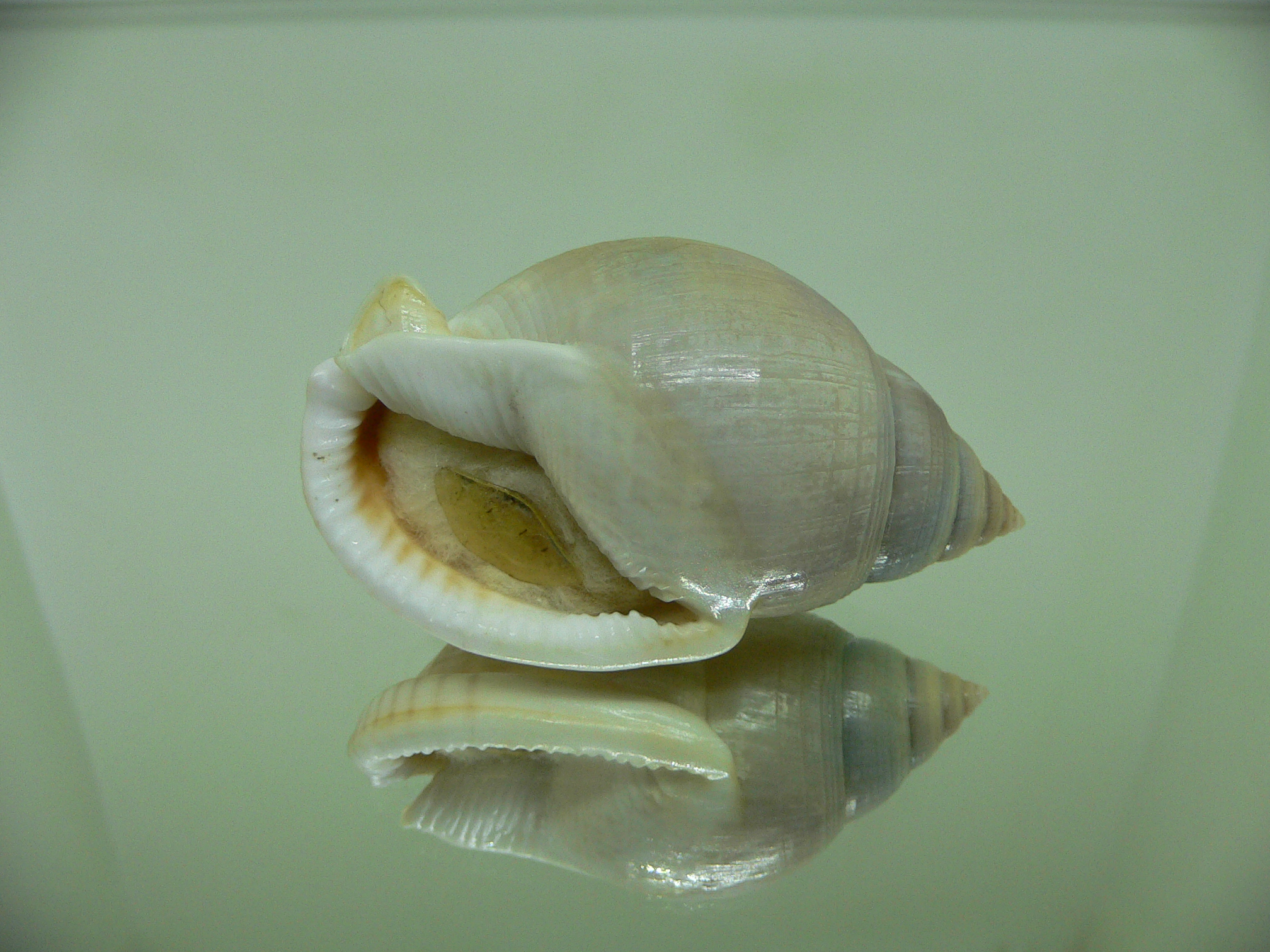 Semicassis bulla BIG & BICOLOR