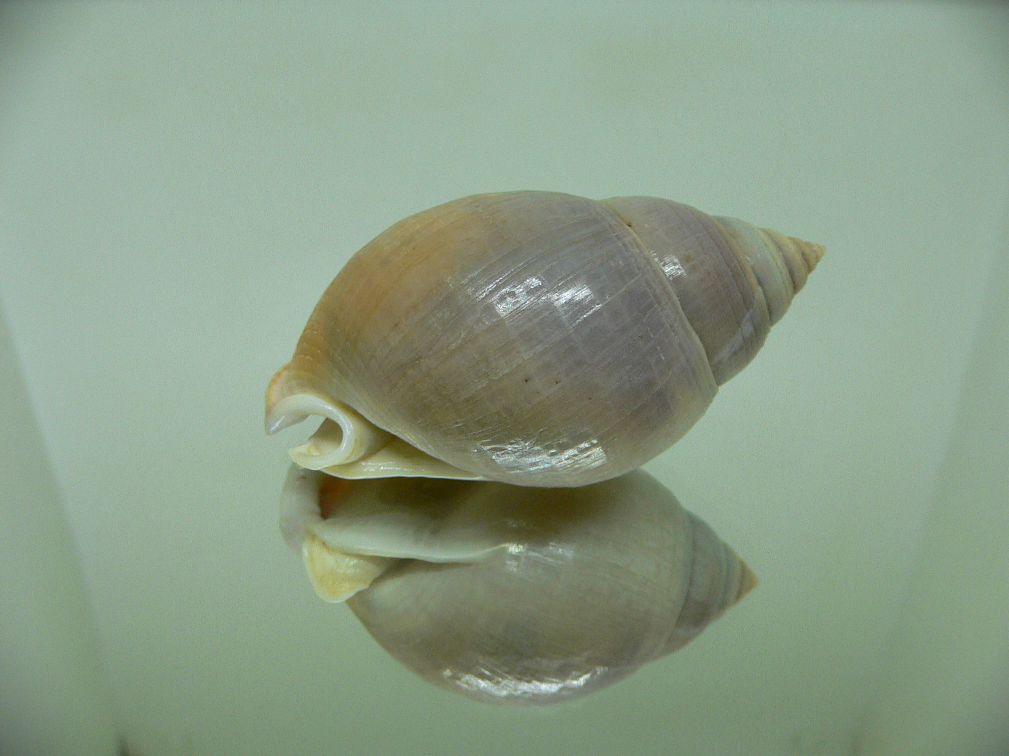 Semicassis bulla BIG & BICOLOR