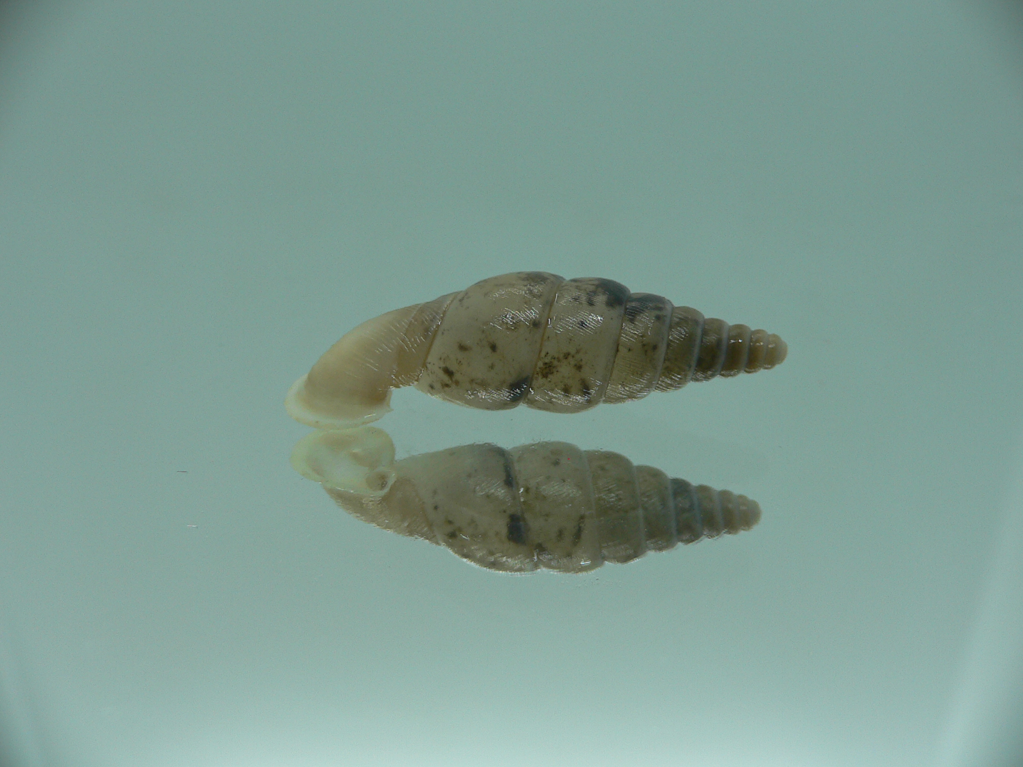 Grandinenia unicolor WIDE & UNUSUAL