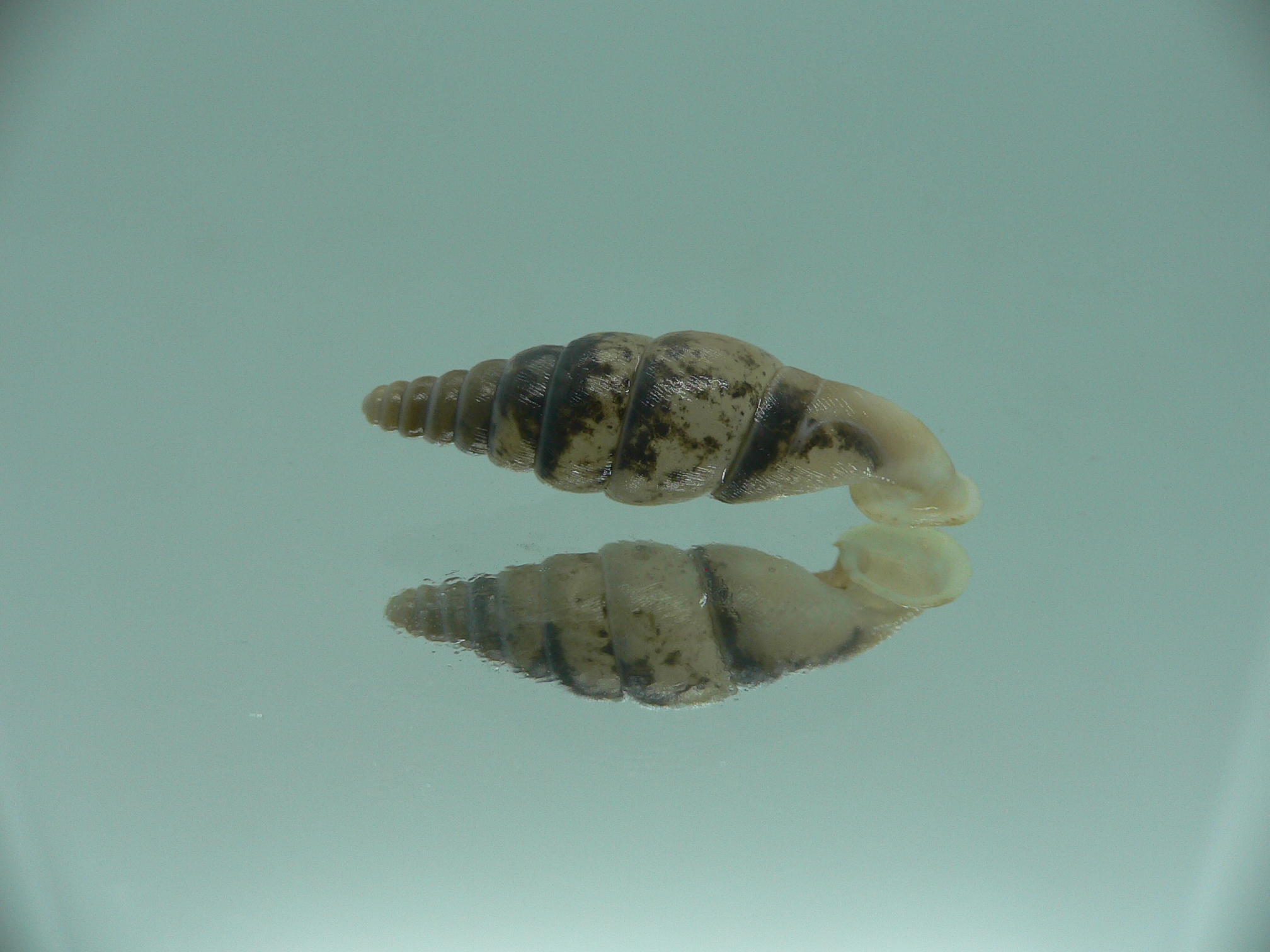 Grandinenia unicolor WIDE & UNUSUAL