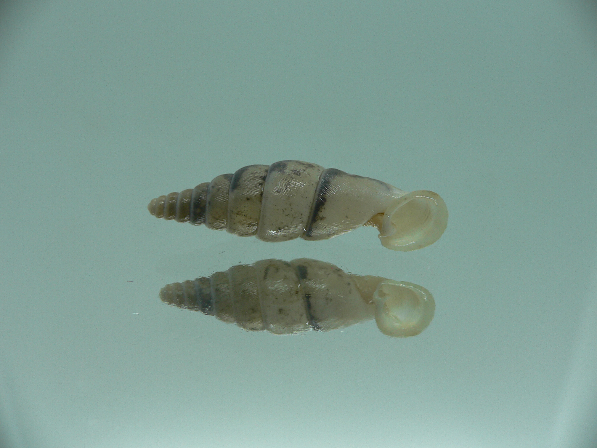 Grandinenia unicolor WIDE & UNUSUAL