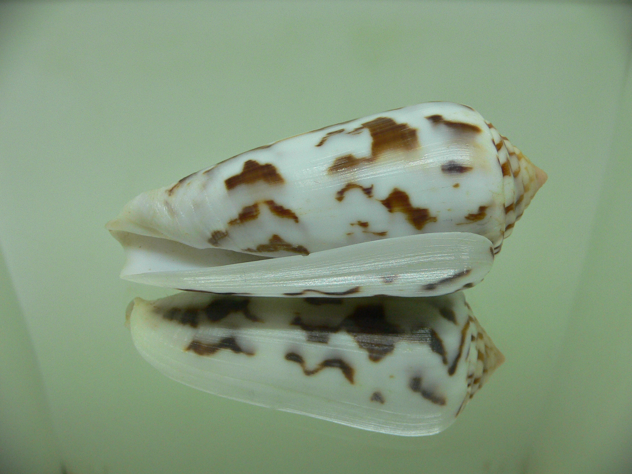 Conus gubernator MOTLEY