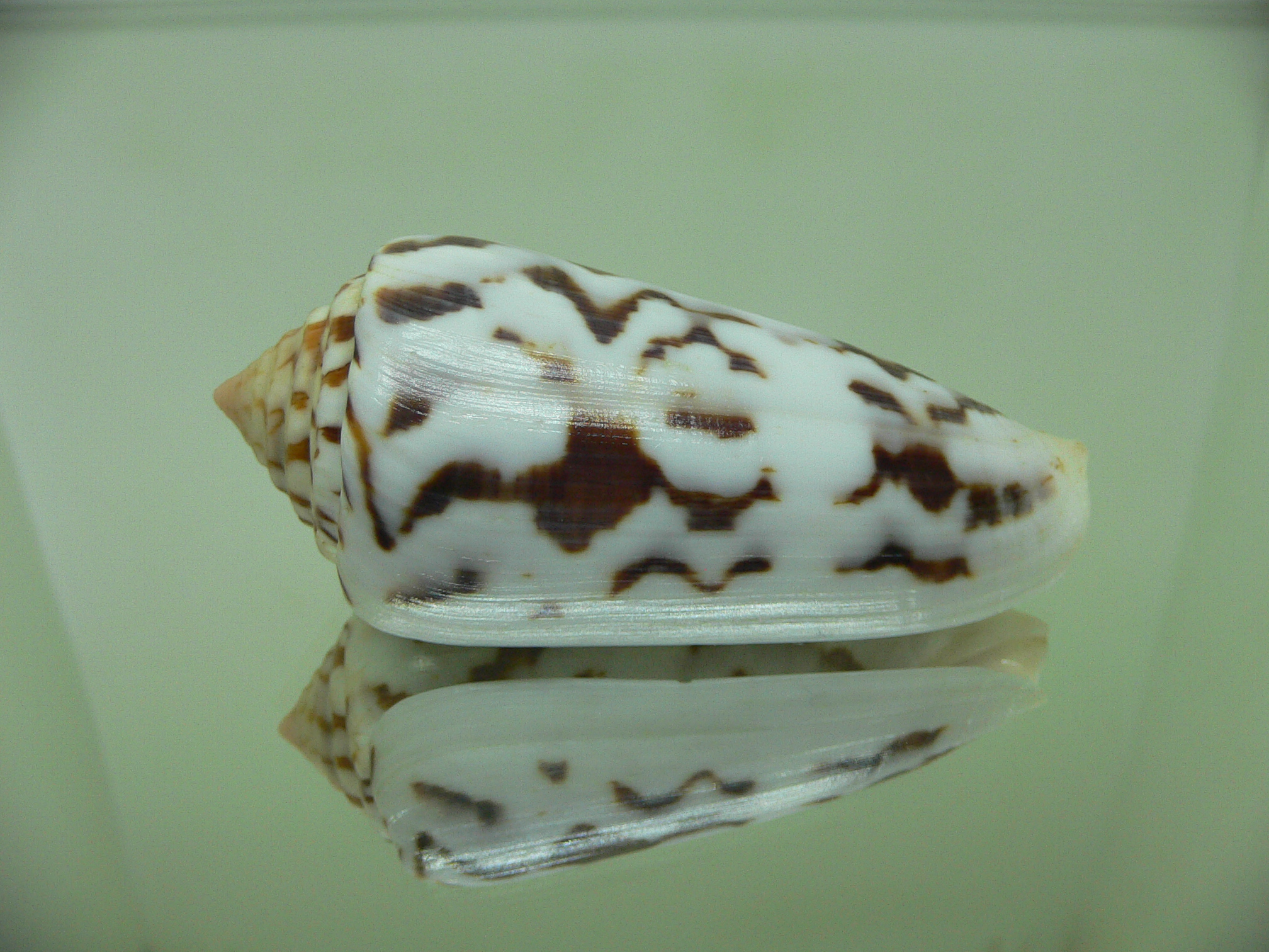 Conus gubernator MOTLEY