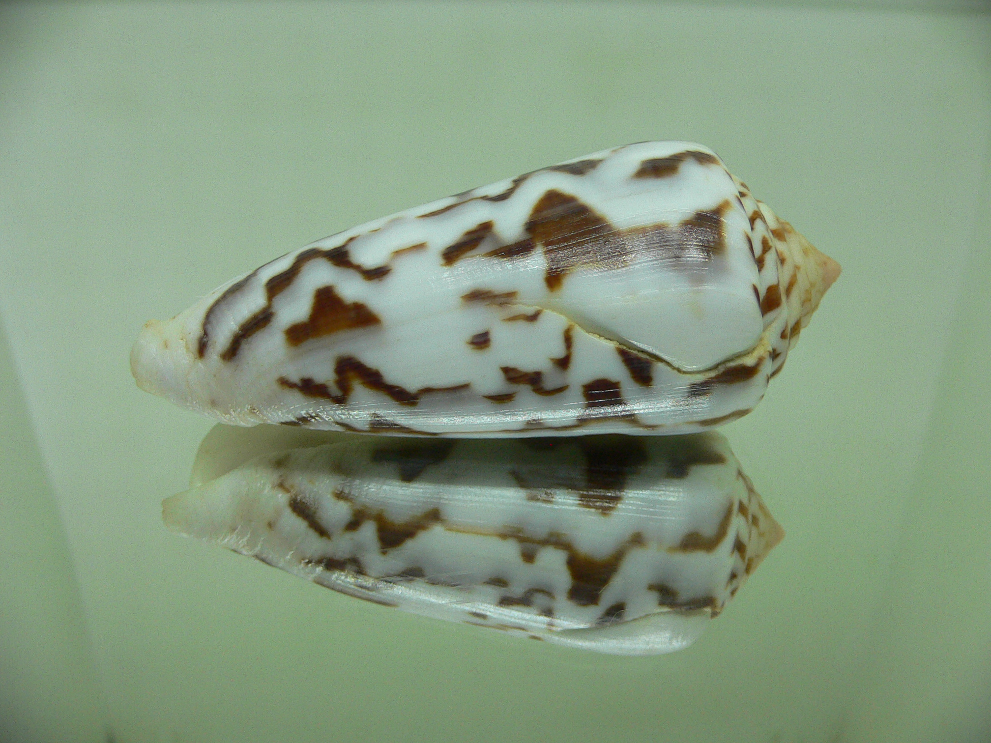 Conus gubernator MOTLEY