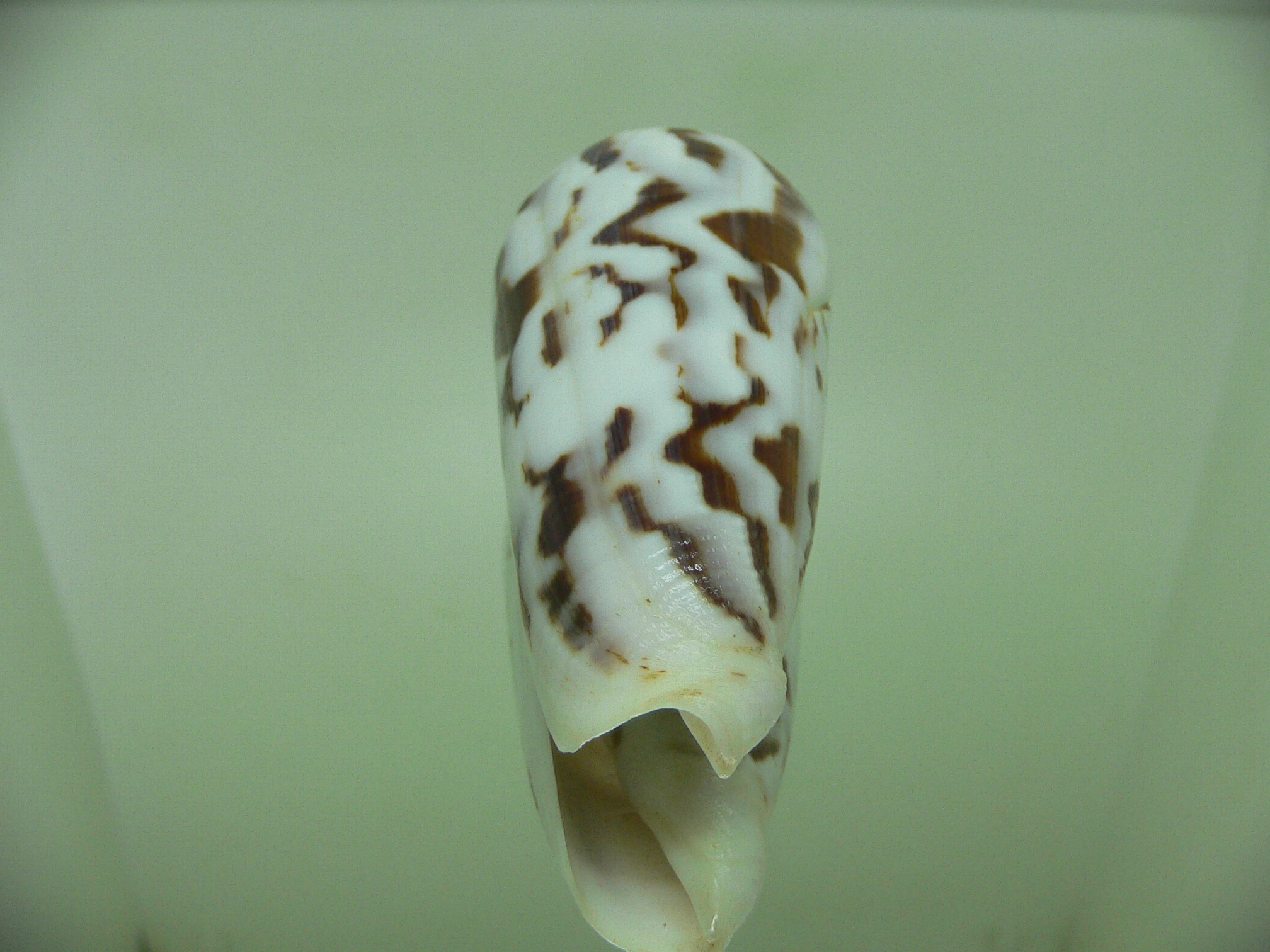 Conus gubernator MOTLEY