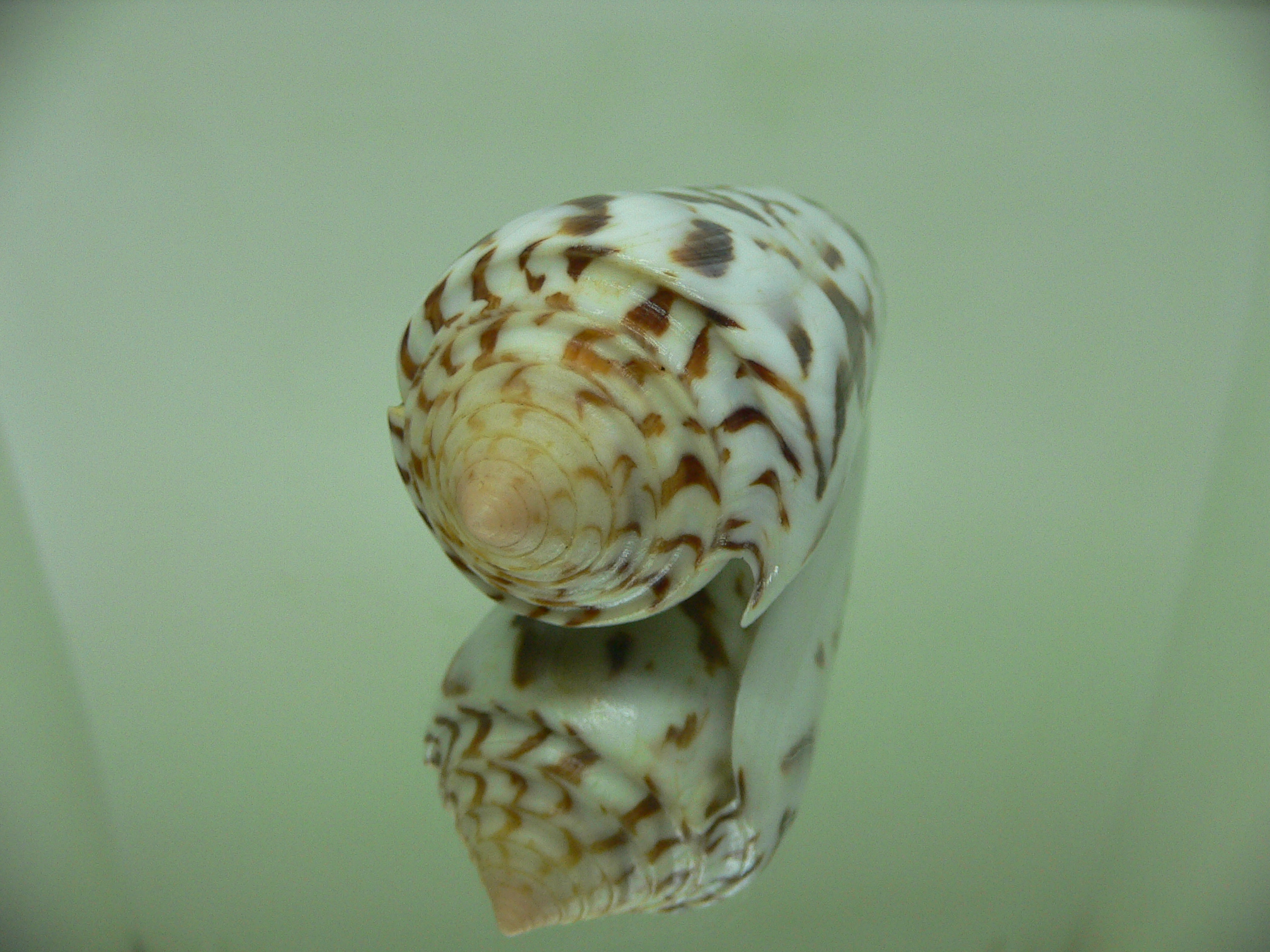 Conus gubernator MOTLEY