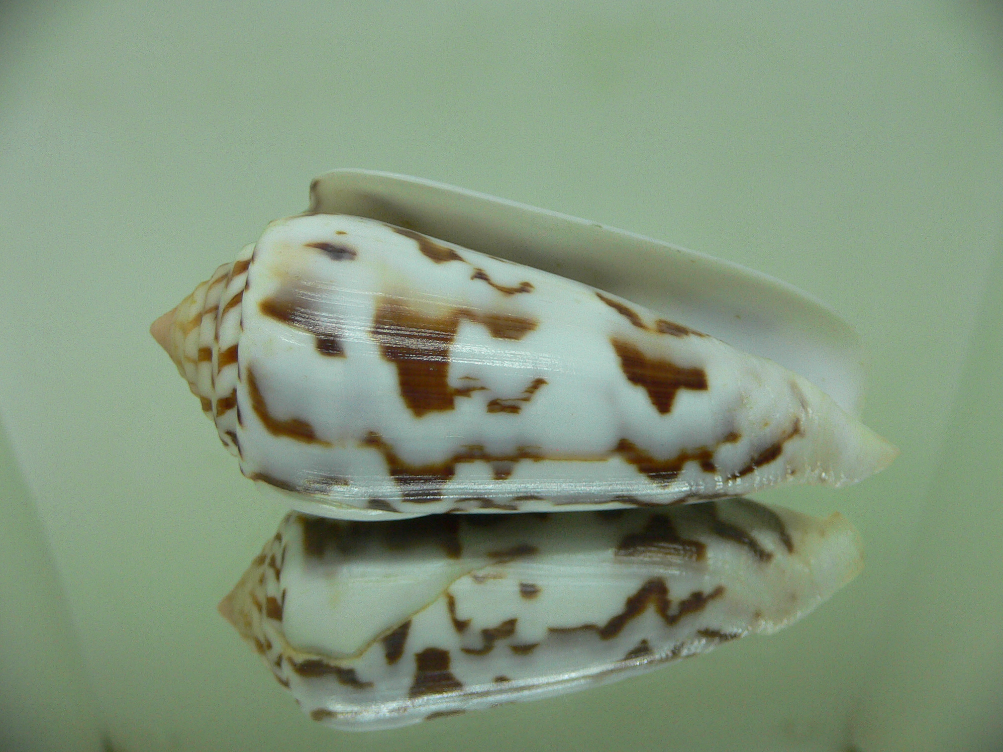 Conus gubernator MOTLEY