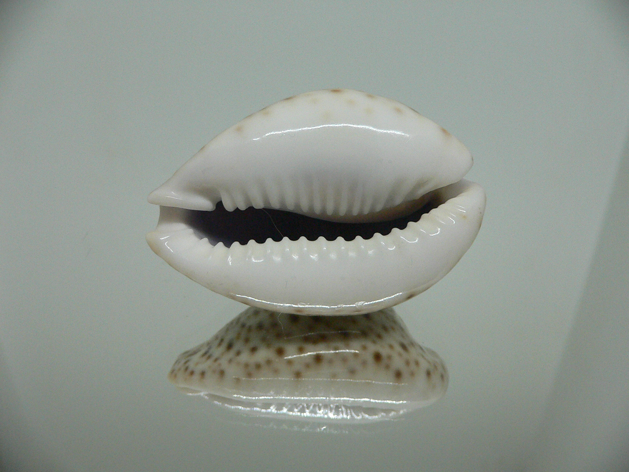 Cypraea turdus IDEAL & BIG