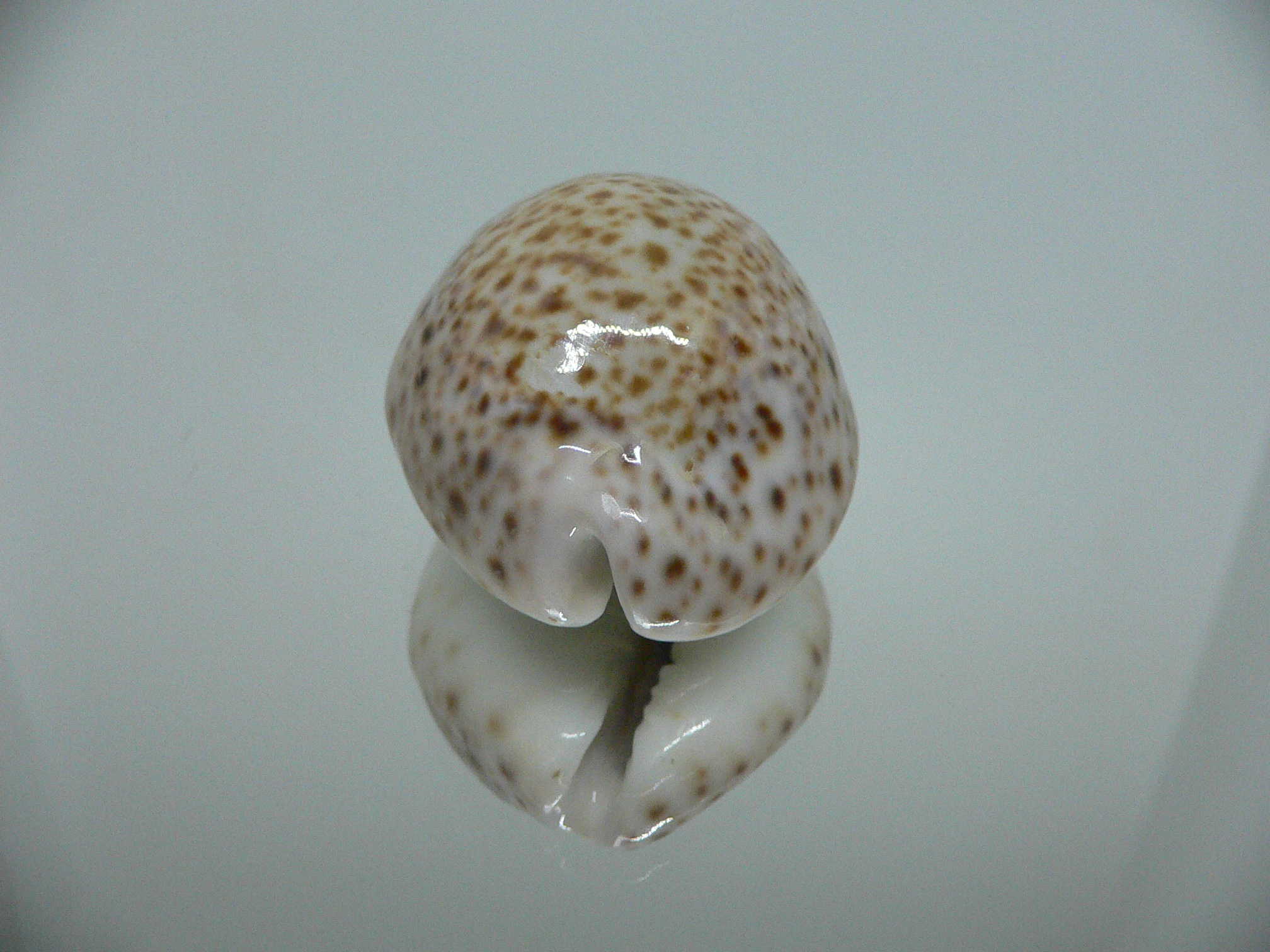 Cypraea turdus IDEAL & BIG