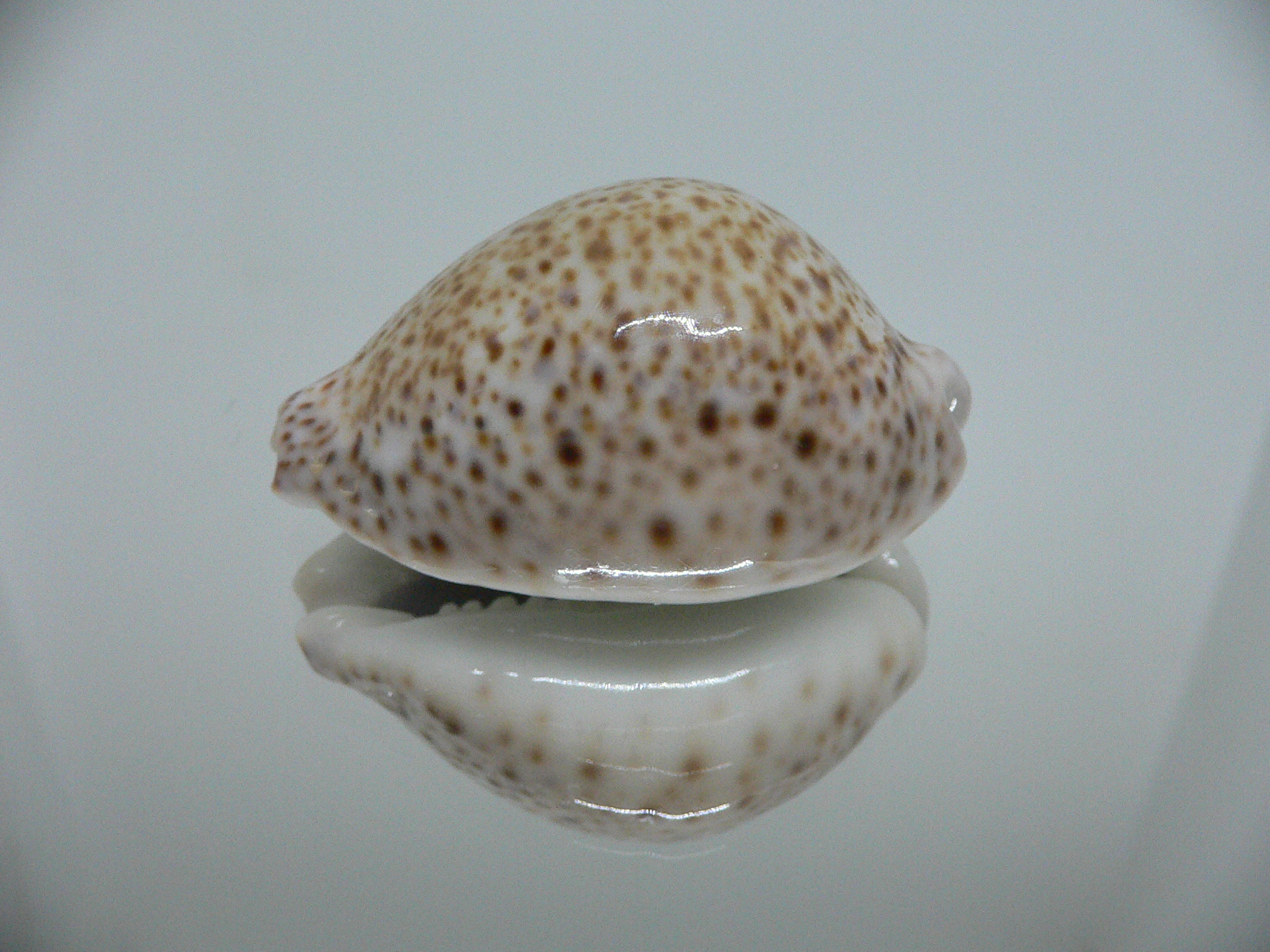 Cypraea turdus IDEAL & BIG