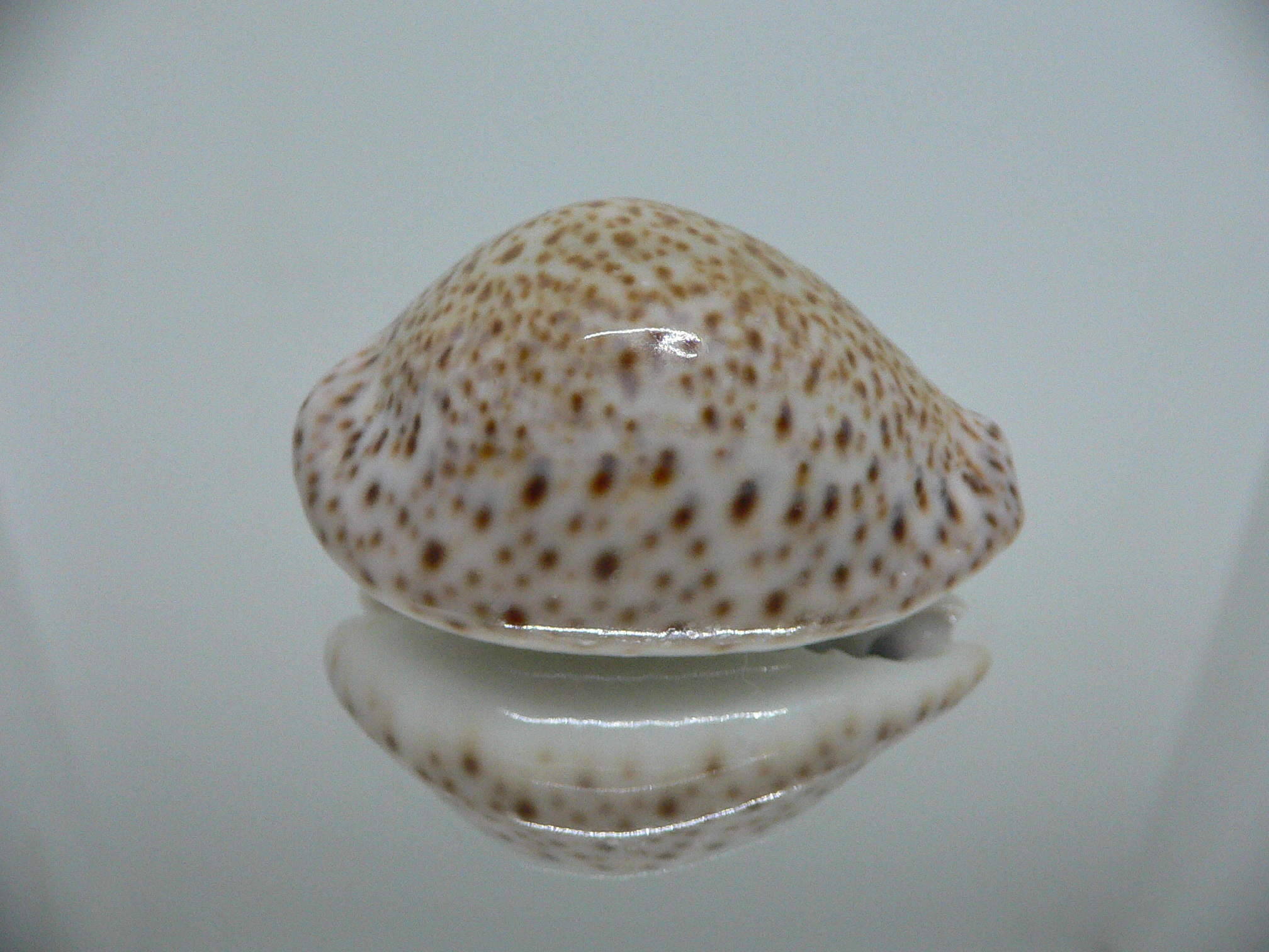 Cypraea turdus IDEAL & BIG