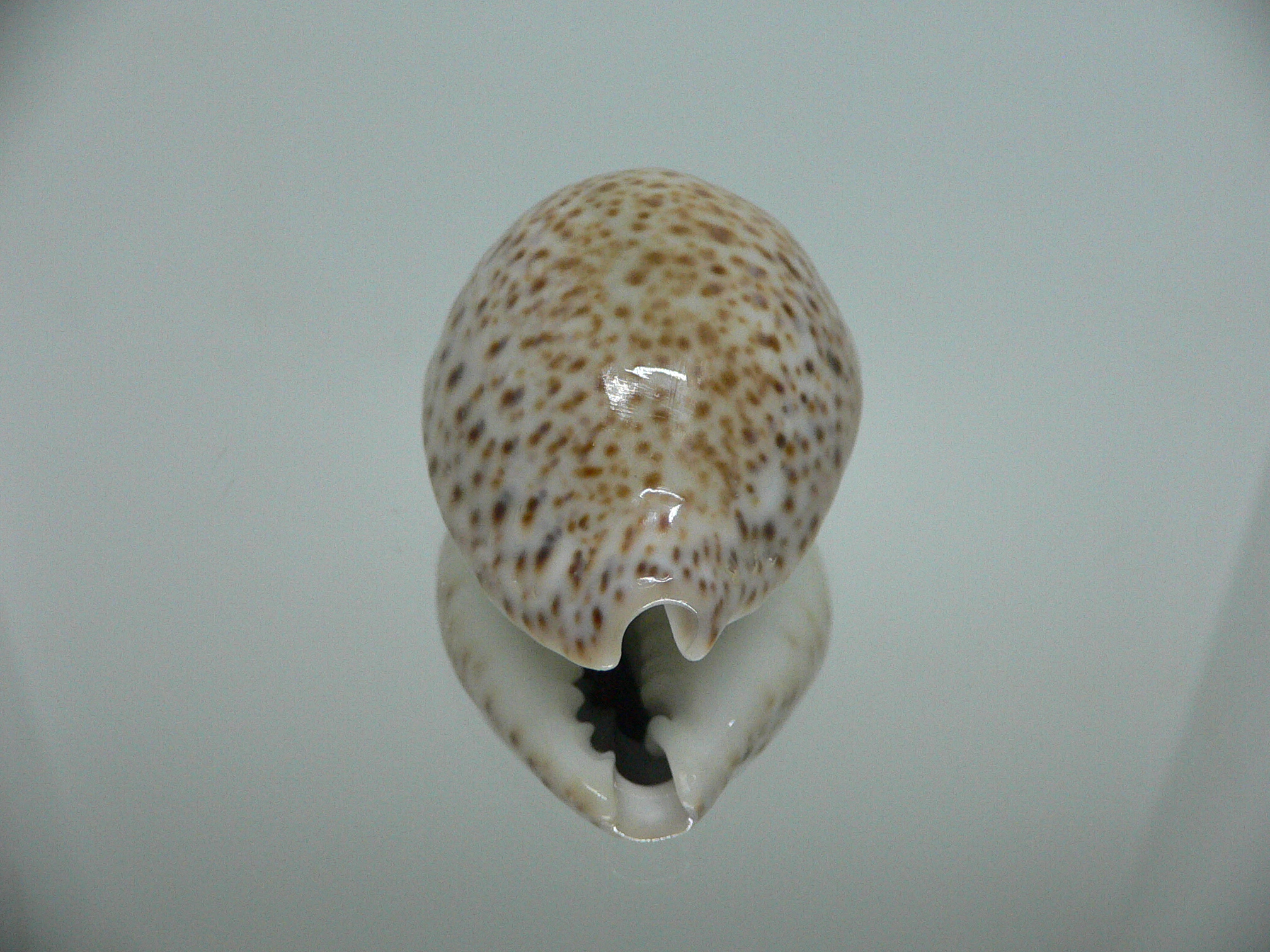 Cypraea turdus IDEAL & BIG