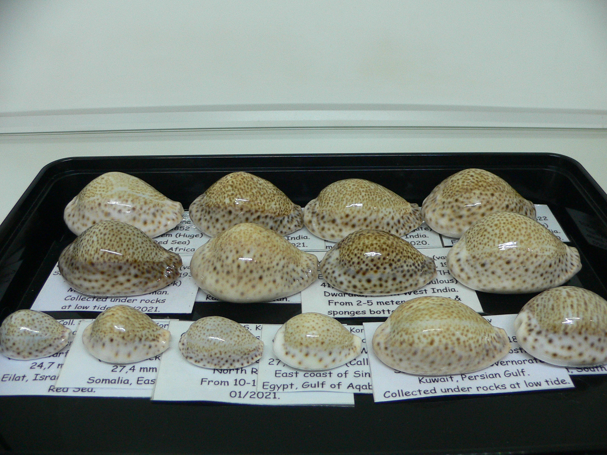 Cypraea turdus IDEAL & BIG