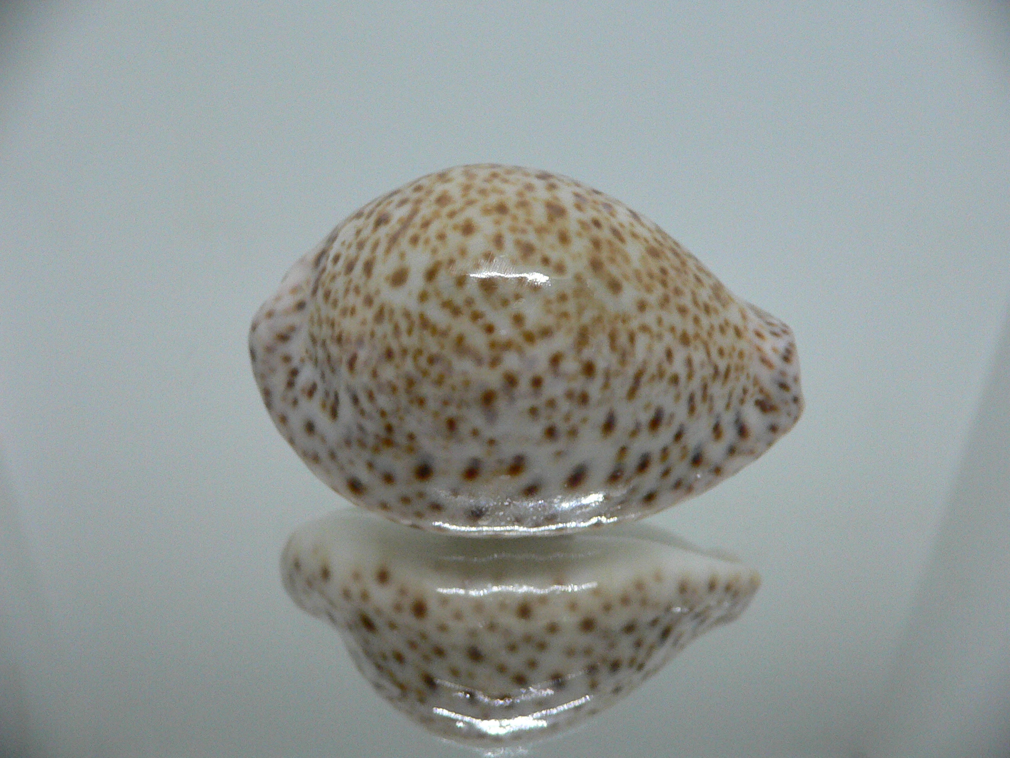 Cypraea turdus IDEAL & BIG