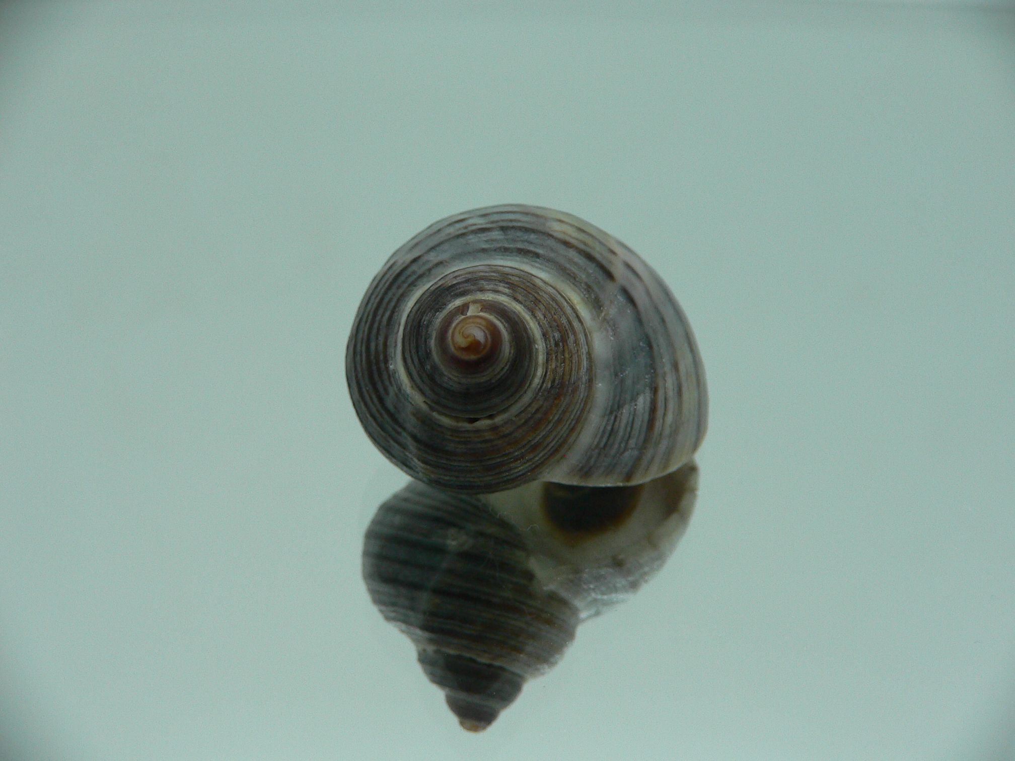 Littorina squalida BIG