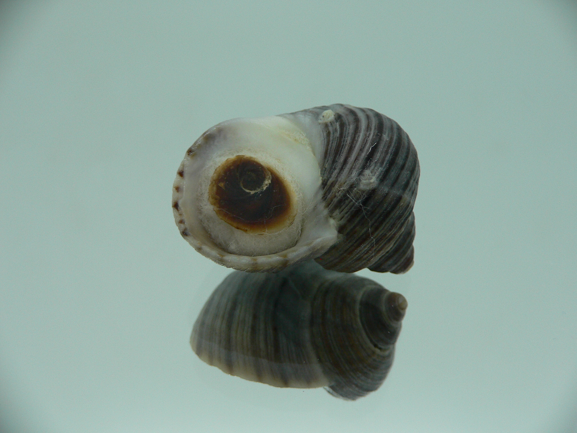 Littorina squalida BIG