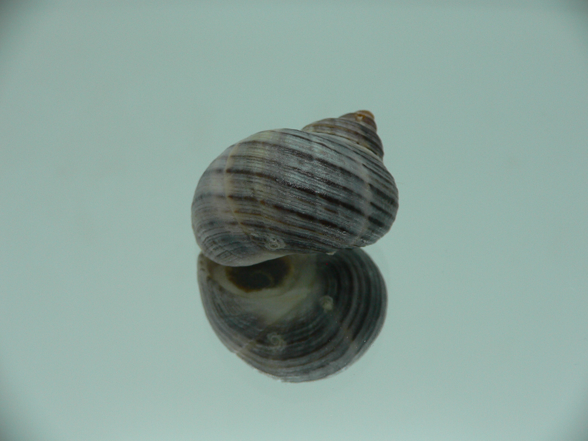 Littorina squalida BIG